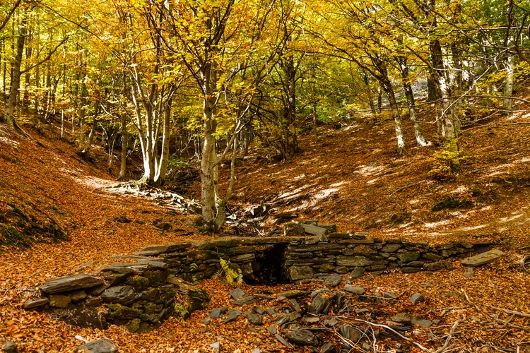8 bosques en los que disfrutar del otoño - Hayedo de Tejera Negra