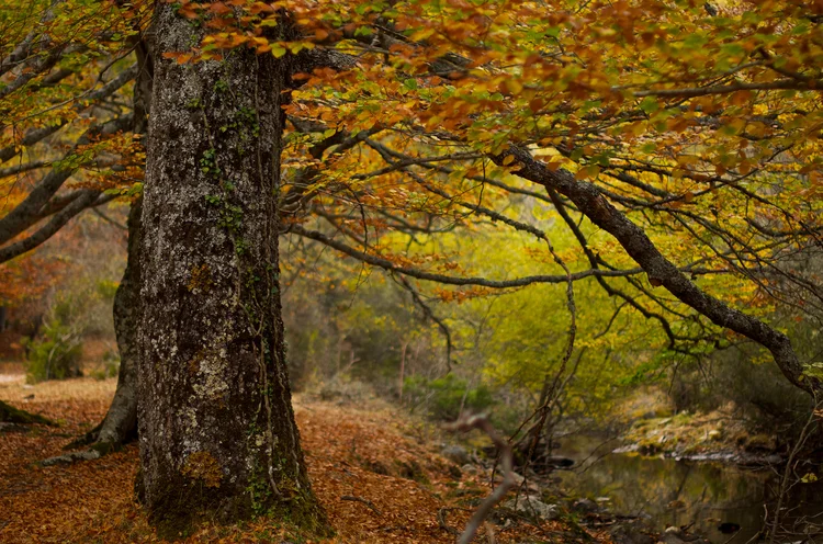 8 bosques en los que disfrutar del otoño en España - Hayedo de Montejo (Madrid) | Foto:  Padrikov | Dreamstime.com