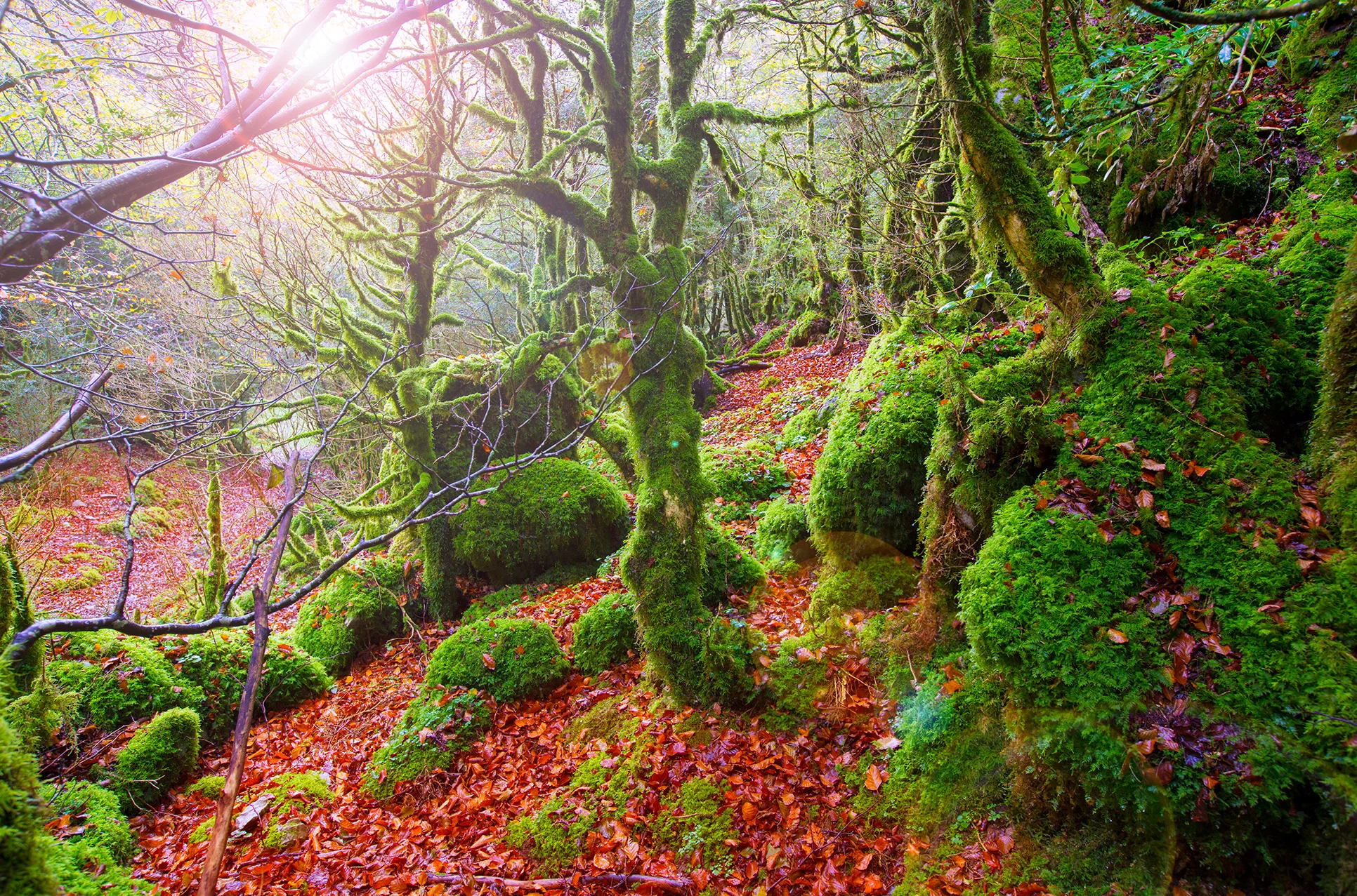 8 lugares en los que disfrutar del otoño en España - Selva de Irati | Foto: Lunamarina | Dreamstime.com