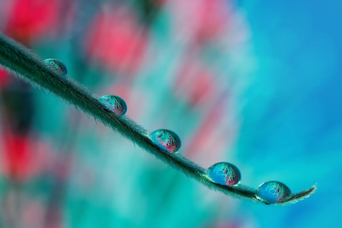 VI CONCURSO FOTOGRÁFICO LA FLORACIÓN DEL TAJINASTE