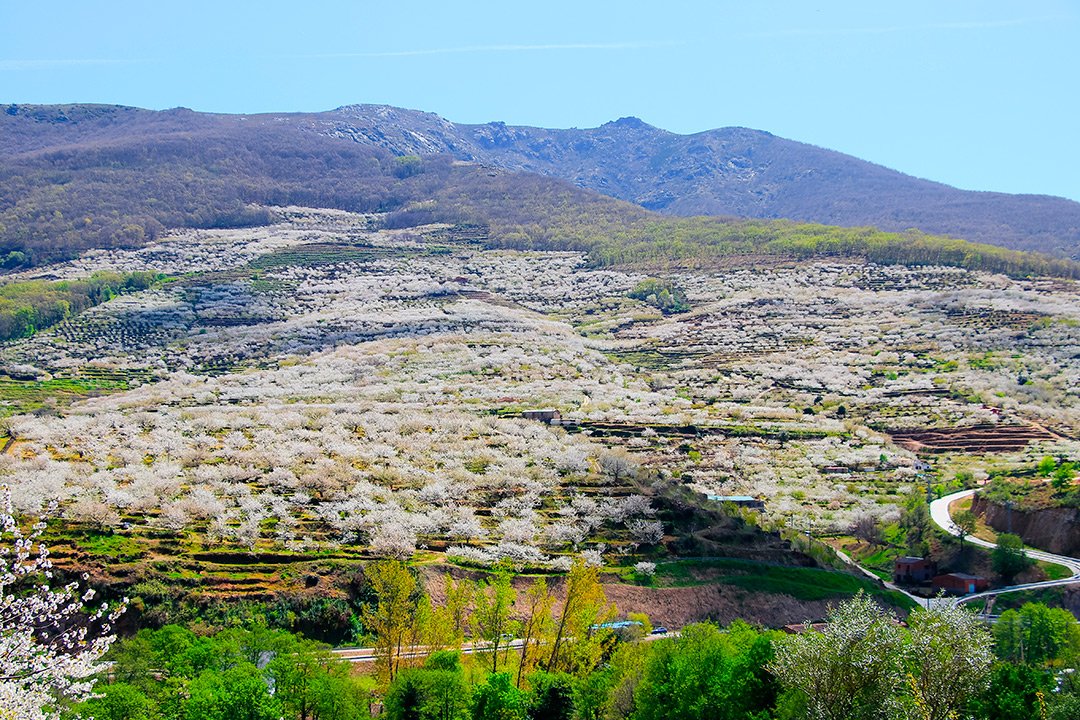 Valle del Jerte y otros lugares donde ver cerezos en flor en 2023