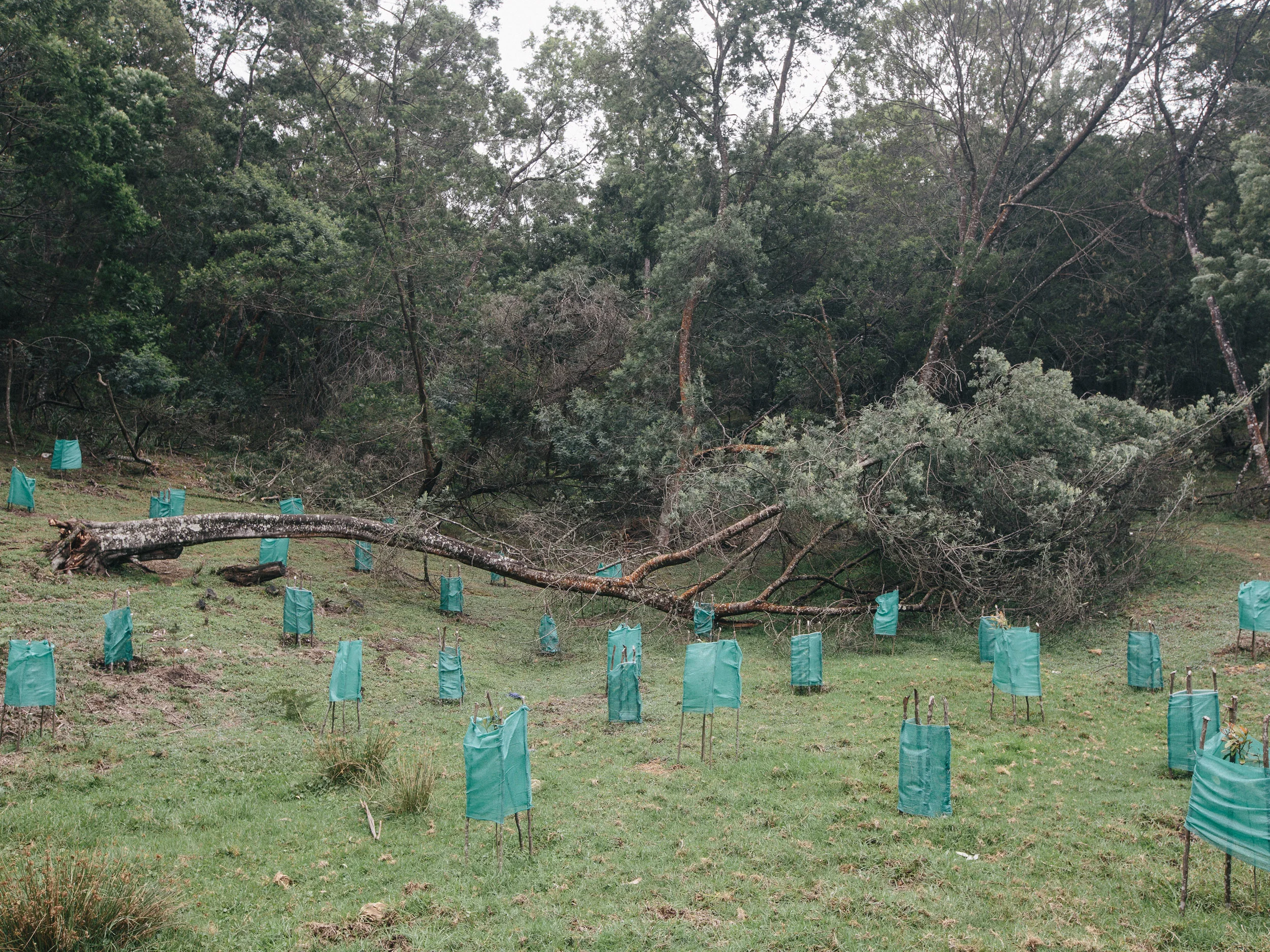  Inside Kodaikanal National Forest. 