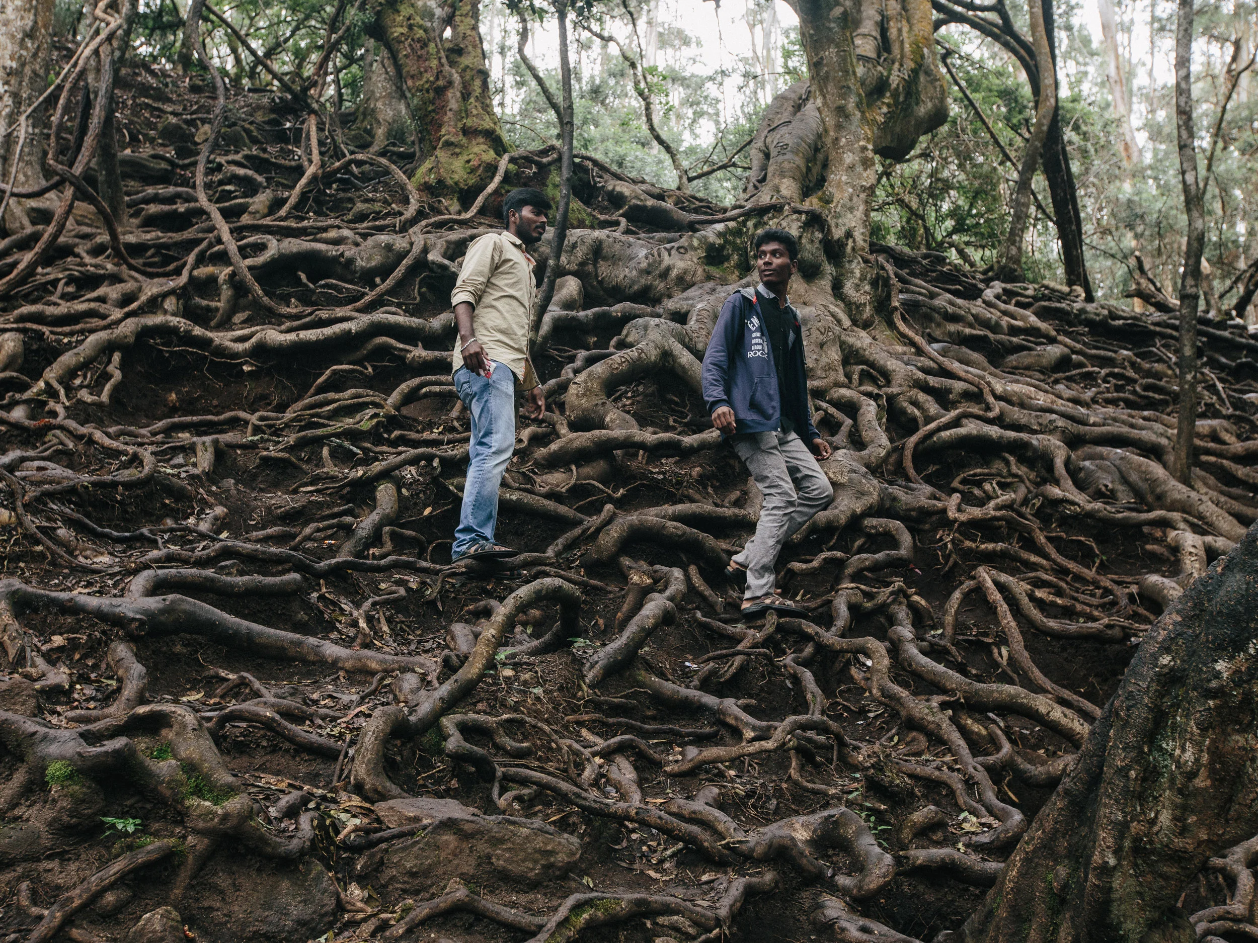  Kodaikanal National Forest near Devil's Kitchen. 