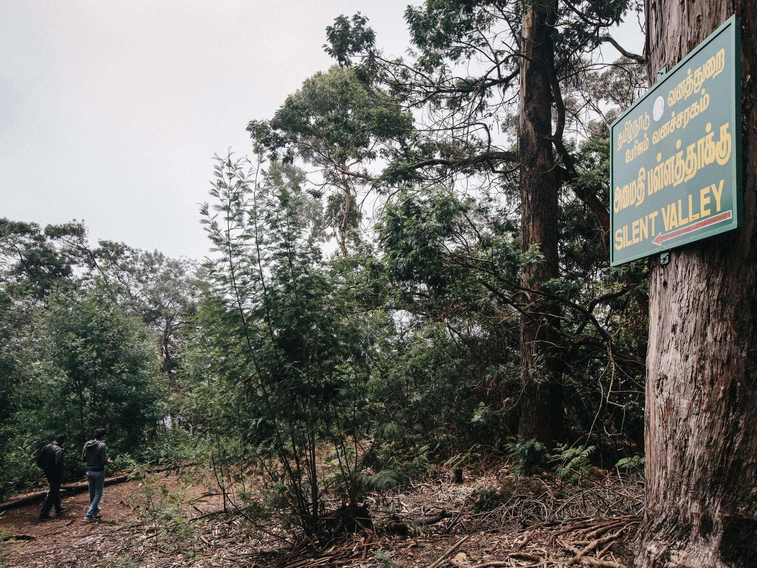  The path to Silent Valley – one of the suicide points at Kodaikanal National Forest. Fences have been installed for over 10 years. 