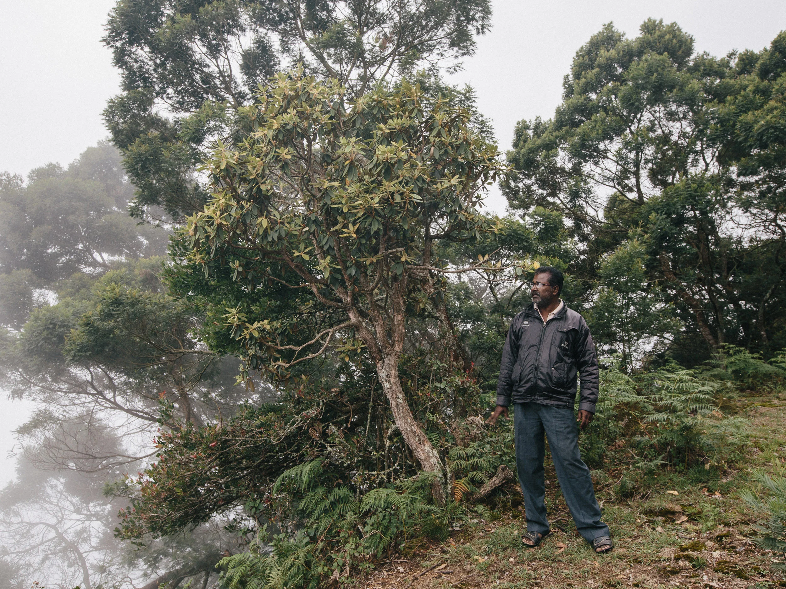  District Forest Officer of Tamilnadu Forest Department Krishna Menon overlooking the reverse view of Suicide Point, Green Valley. 