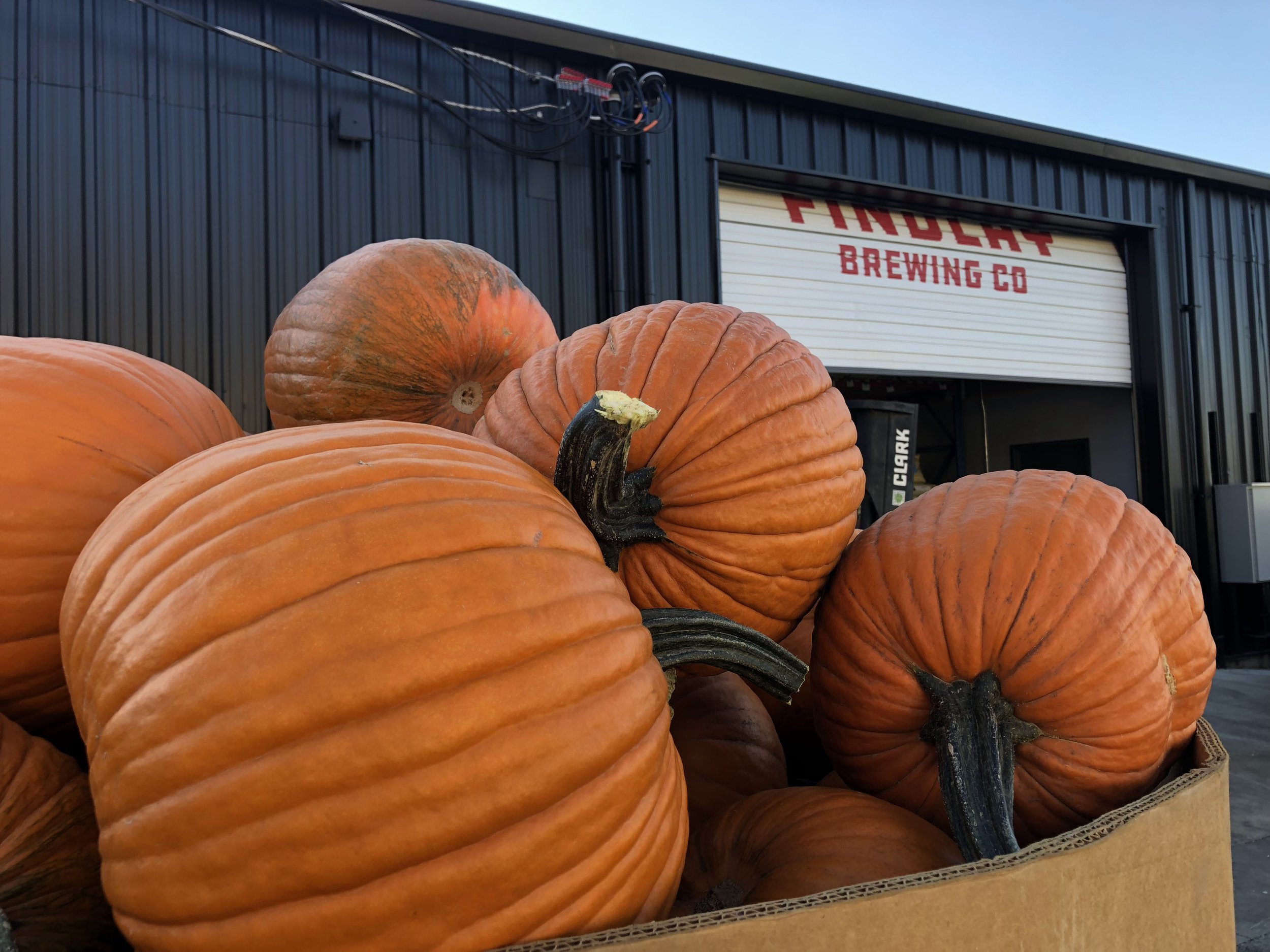 Pumpkins-FBC.jpg