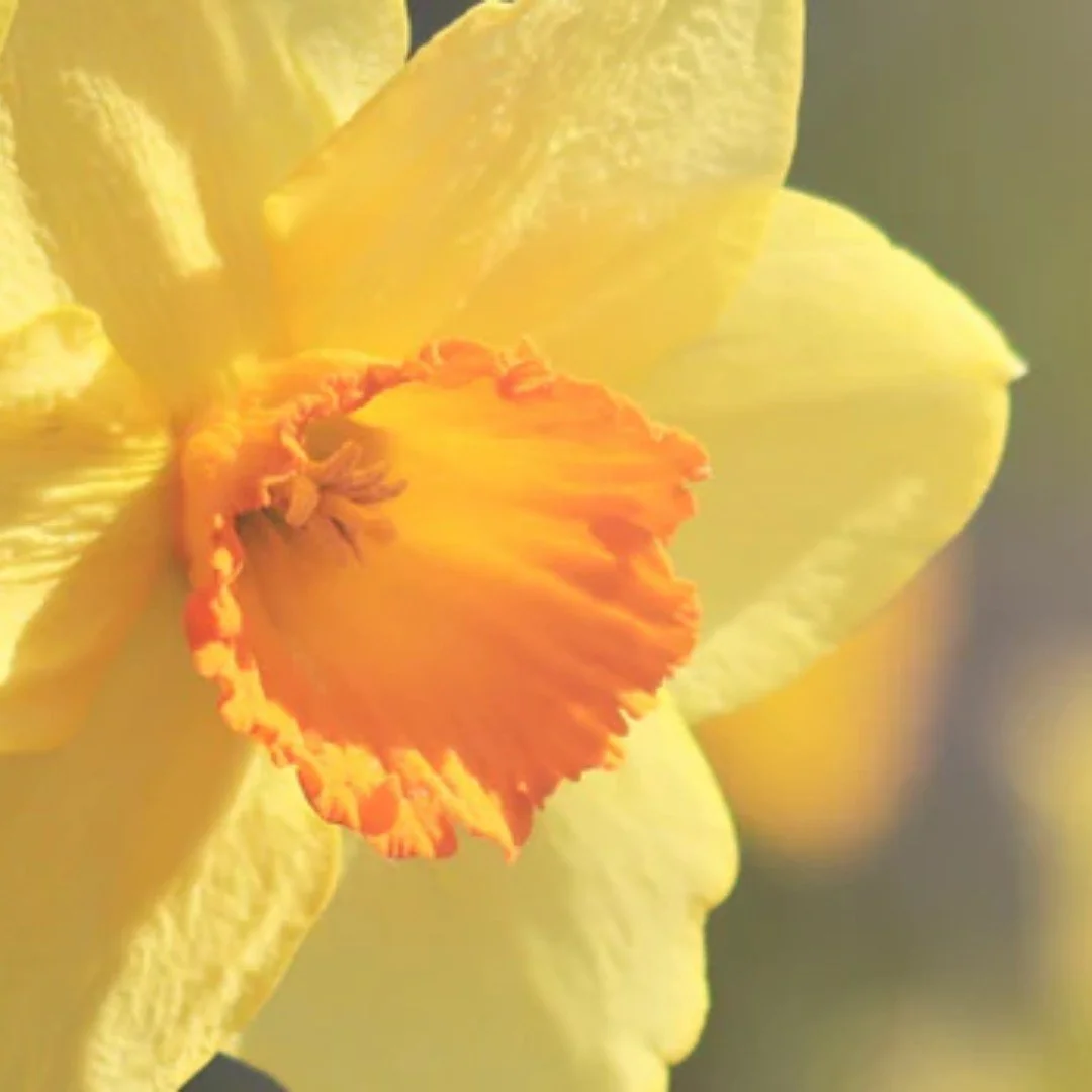 Celebrate St David's Day with us today at 5.15pm with a special Choral Evensong no need to book and zero cost, all welcome at Holy Sepulchre London, Holborn Viaduct, London. EC1A 2DQ https://youtu.be/w5eSBLXlHkg