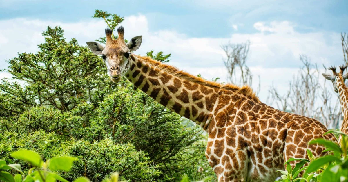 Kenya Trek | October 2026