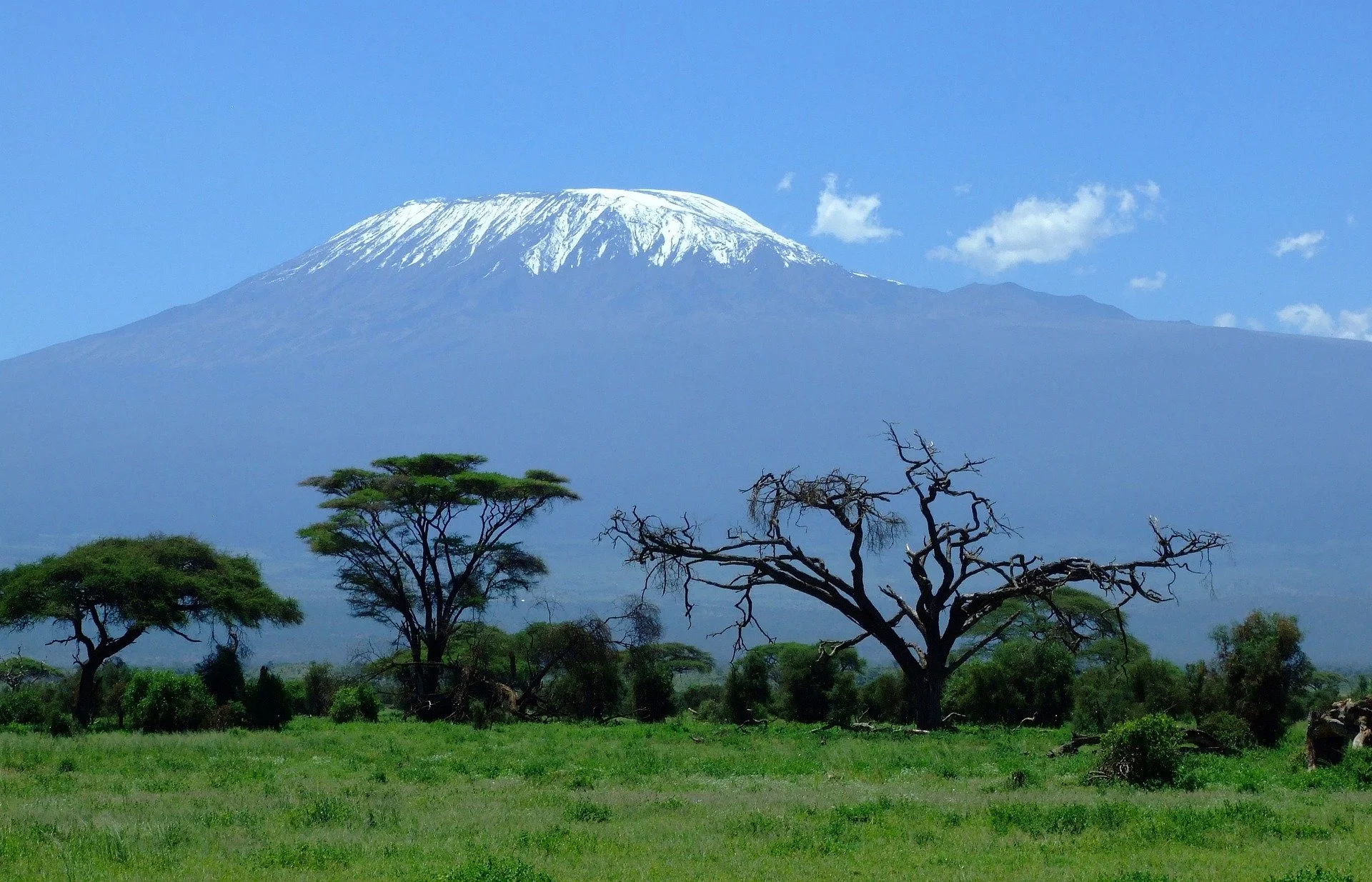 A snow-capped Mount Kilimanjaro in the background, with grass and trees in the foreground.
