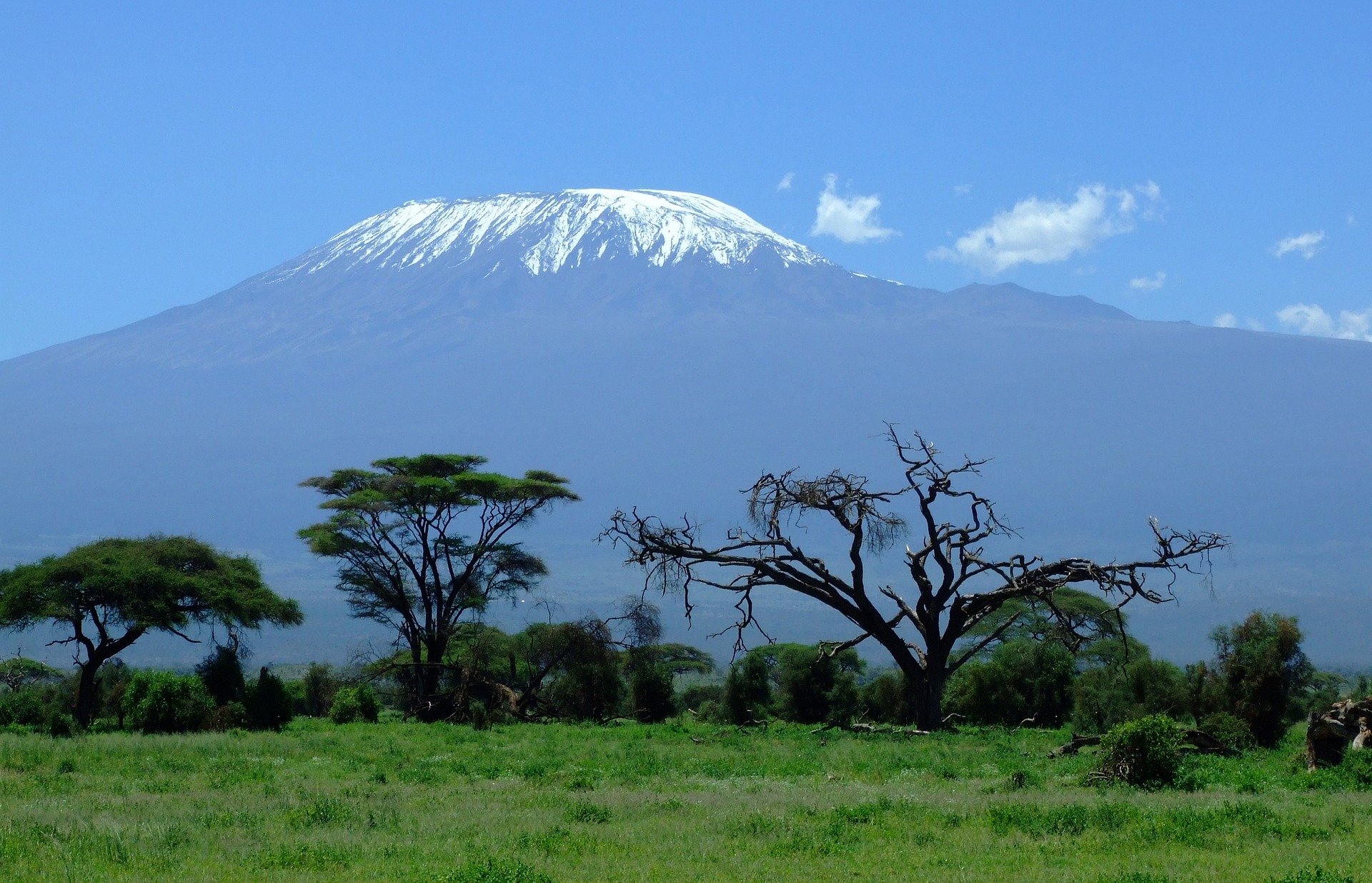 A snow-capped Mount Kilimanjaro in the background, with grass and trees in the foreground.
