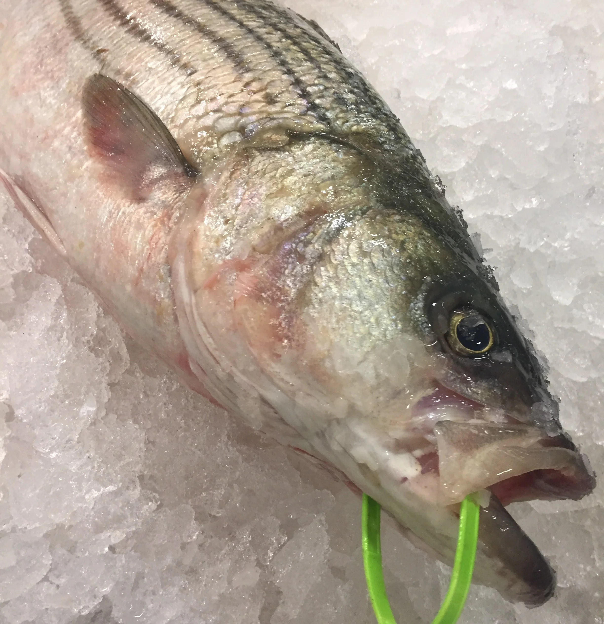 Products — Blue Ribbon Fish