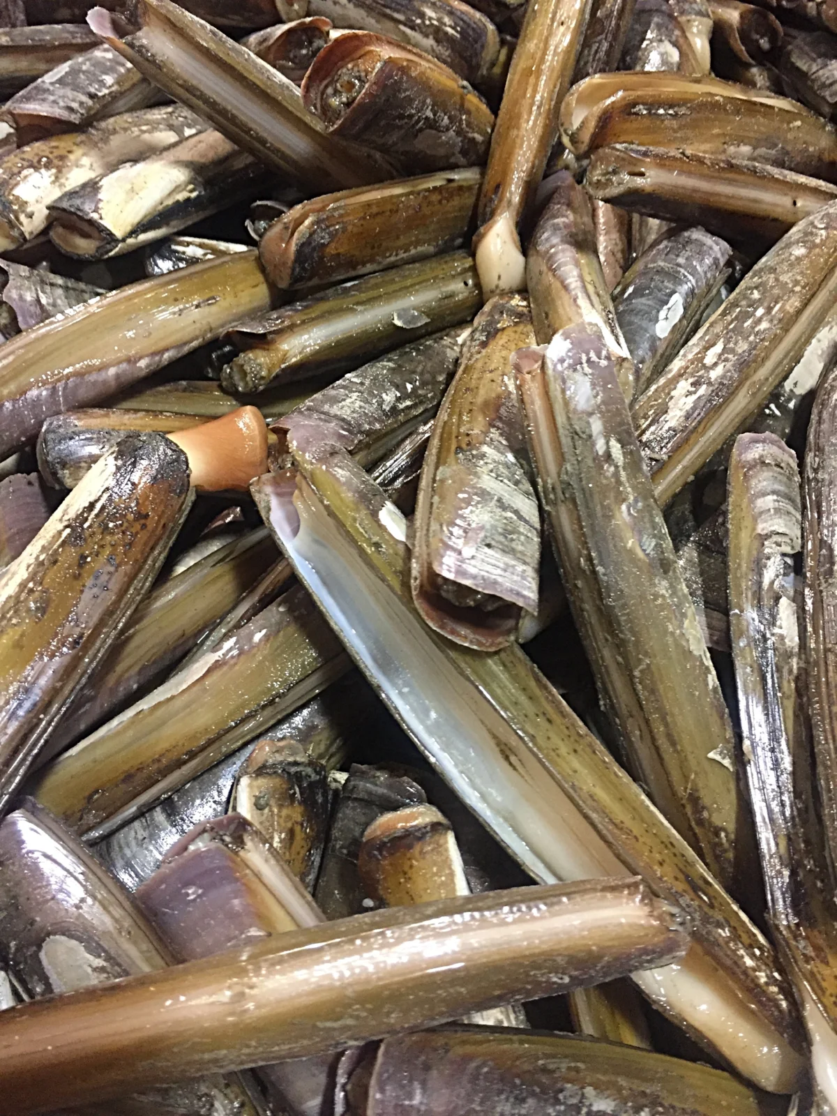 Products — Blue Ribbon Fish