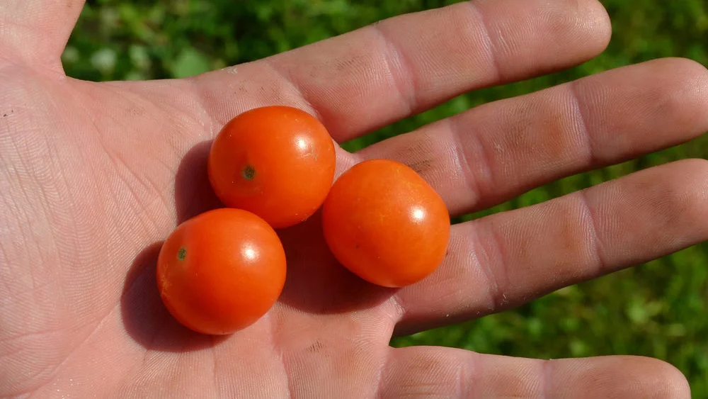 small-farm-01.jpg