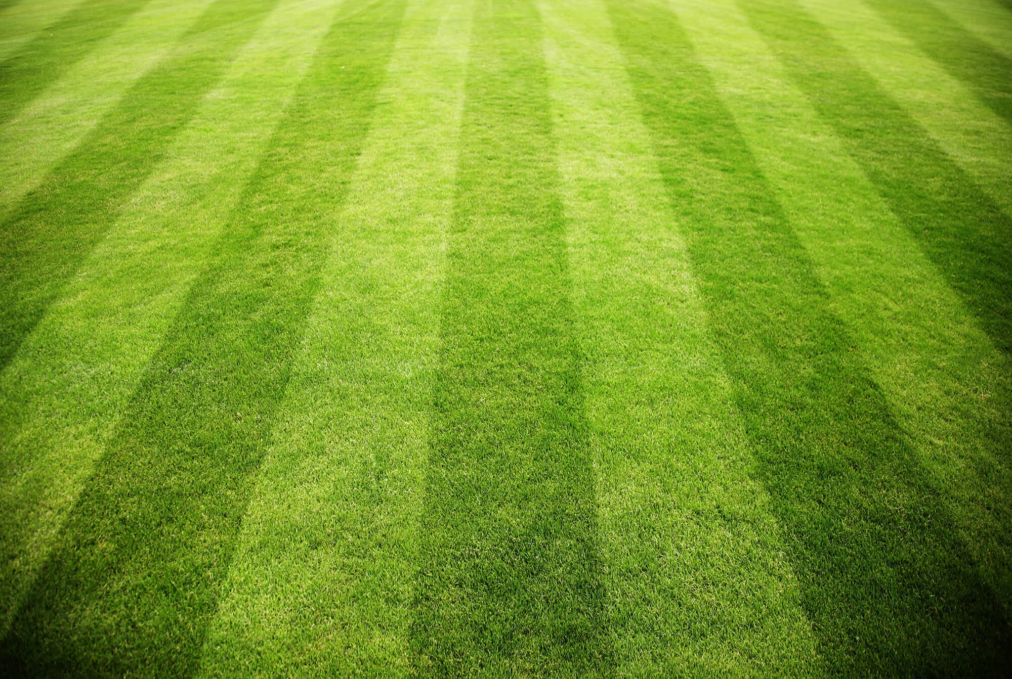 Turf_02.jpg