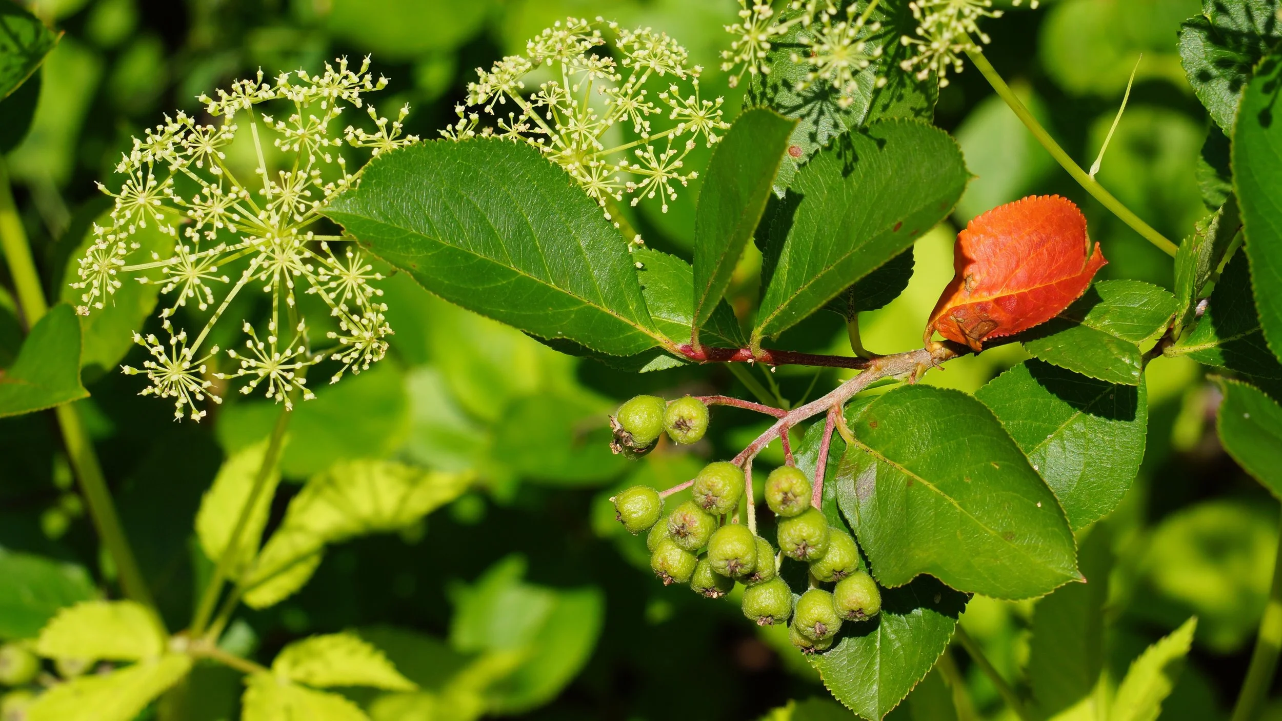 tree-branch-blossom-plant-fruit-berry-1122782-pxhere.com (1).jpg