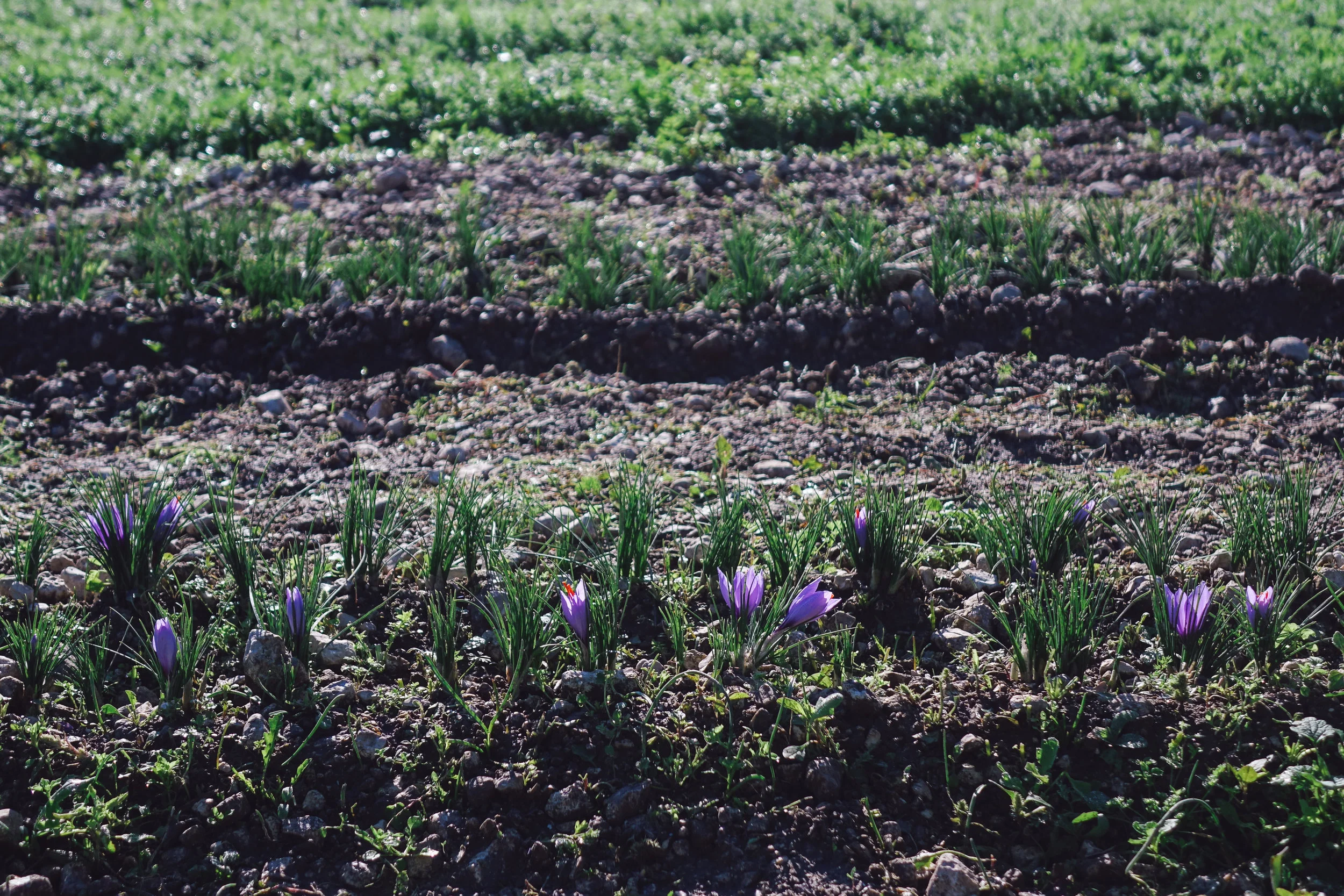 DSC00579_vsco.jpg