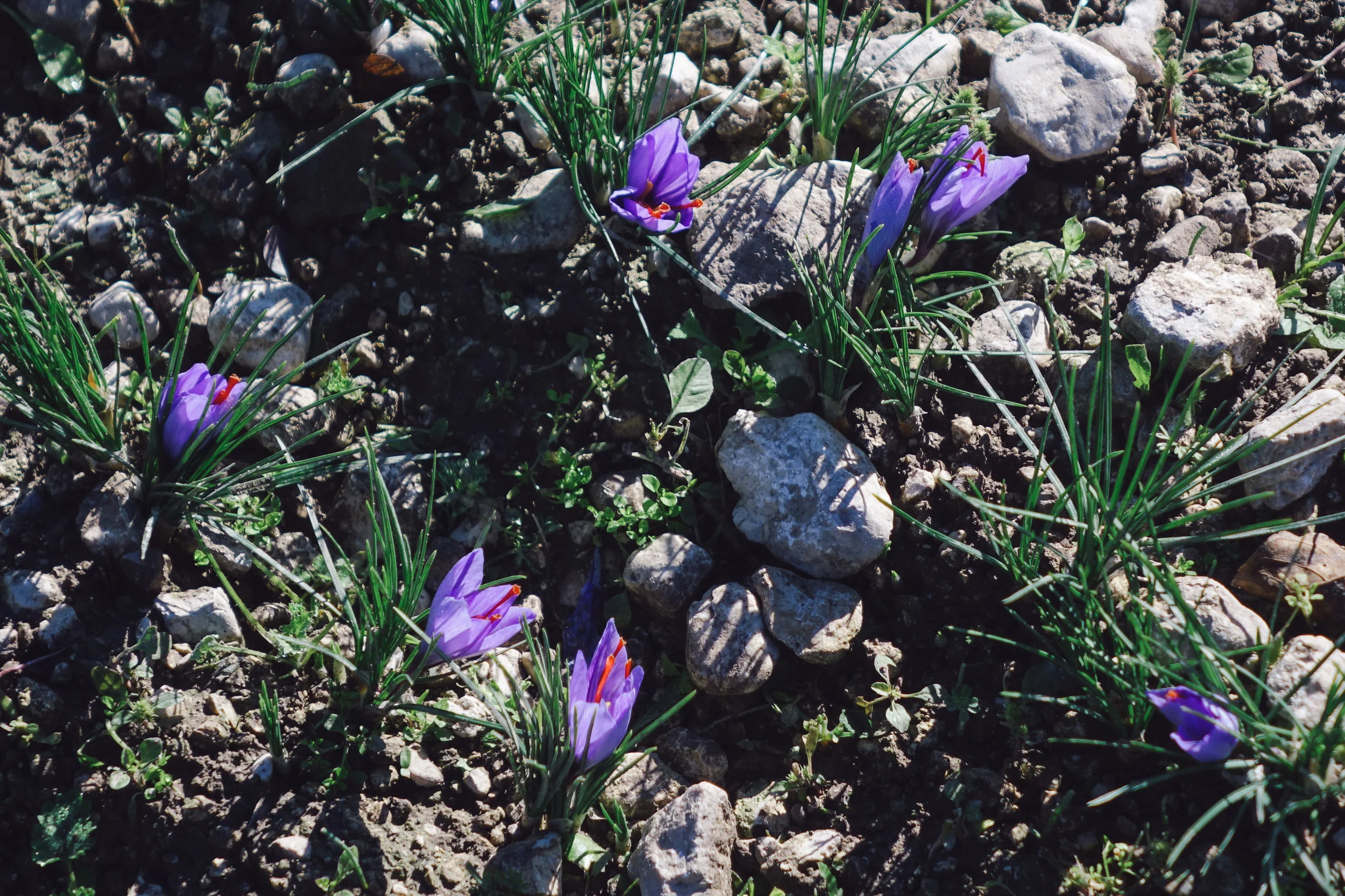 DSC00589_vsco.jpg