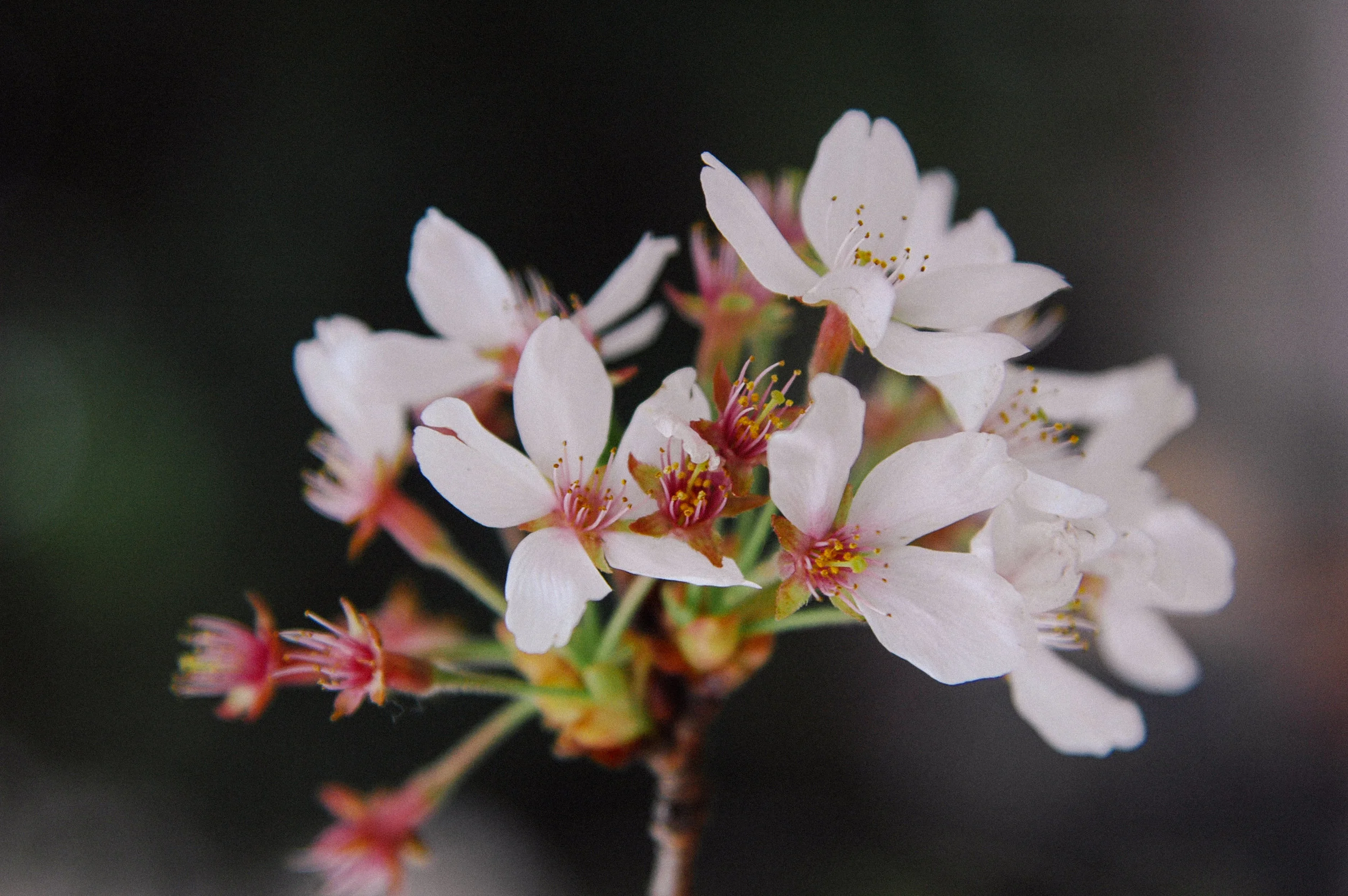 DSC_0222-vsco2.jpg