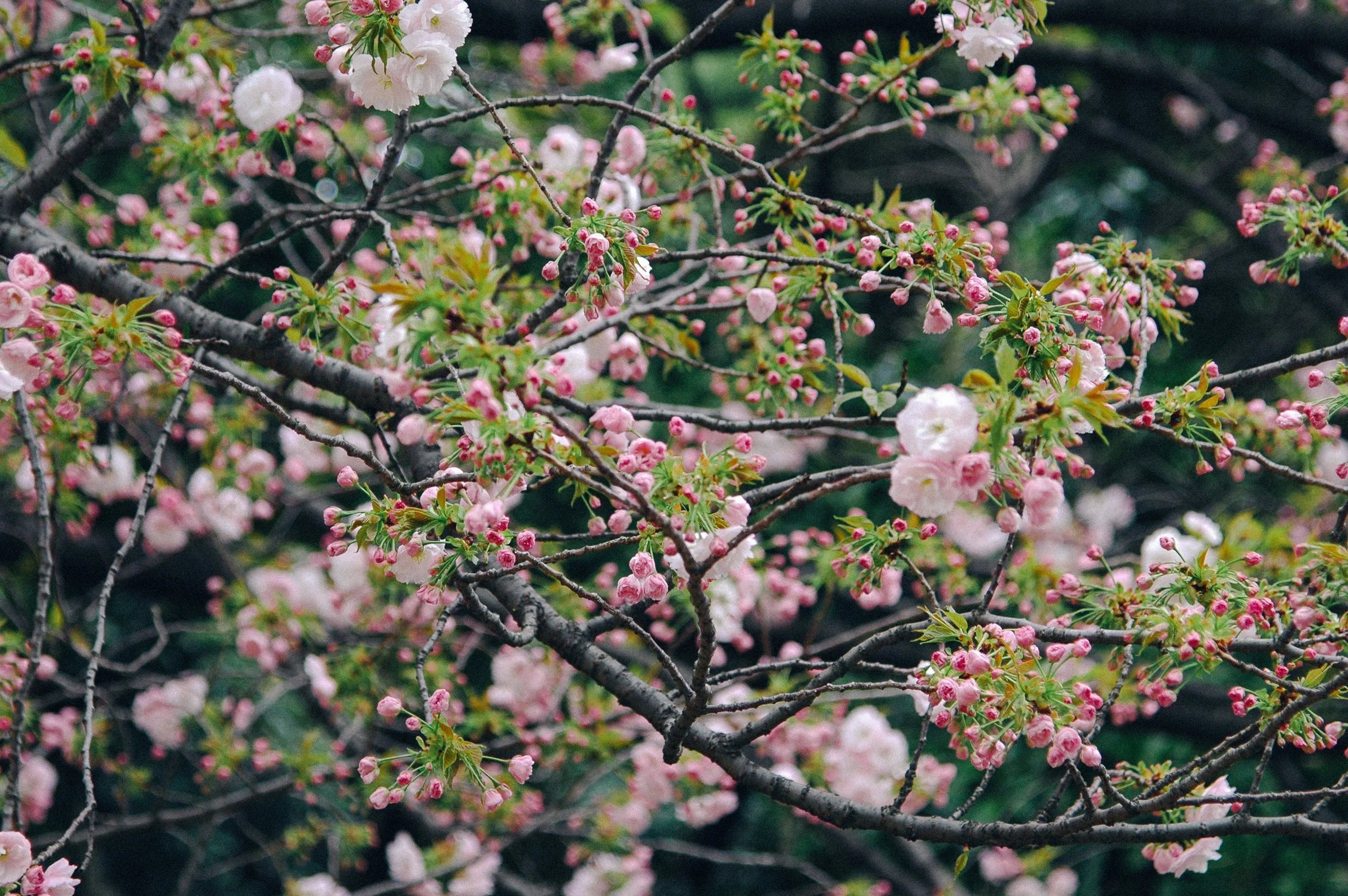DSC_0237-vsco3.jpg