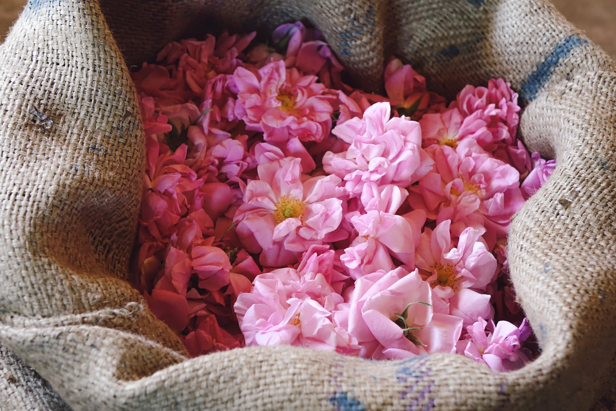 DSC04758-VSCO4.jpg
