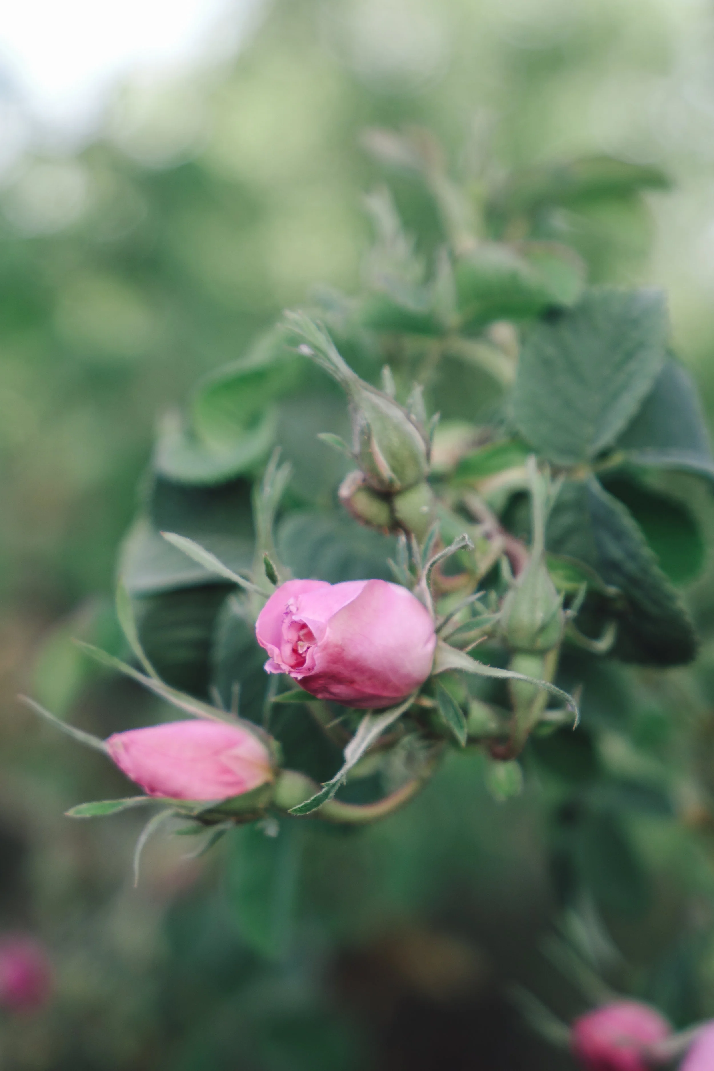 DSC04016-VSCO2.jpg