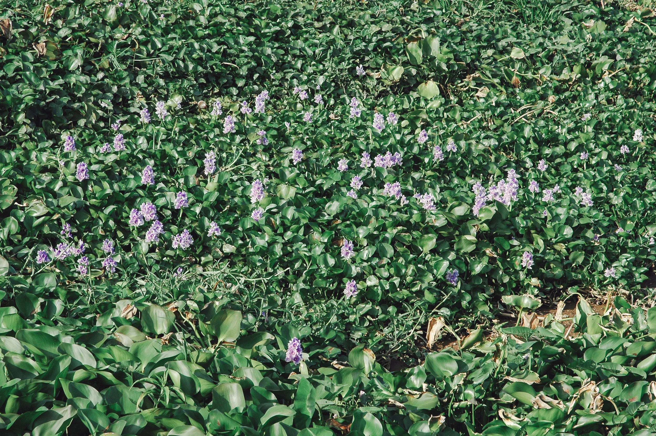 DSC_0173_vsco.jpg
