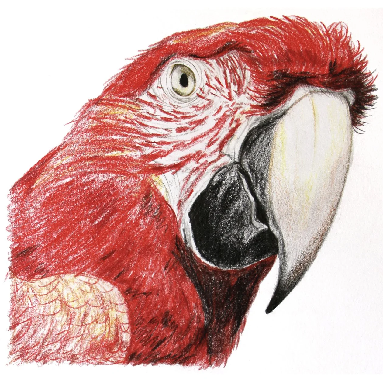 parrot deviant disco 1 1.jpg