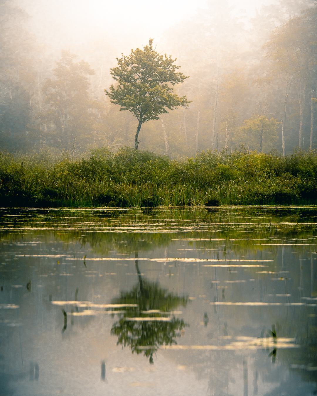 HD wallpaper: Morning Mist On The Water, trees, rivers, landscape, morning  fog | Wallpaper Flare