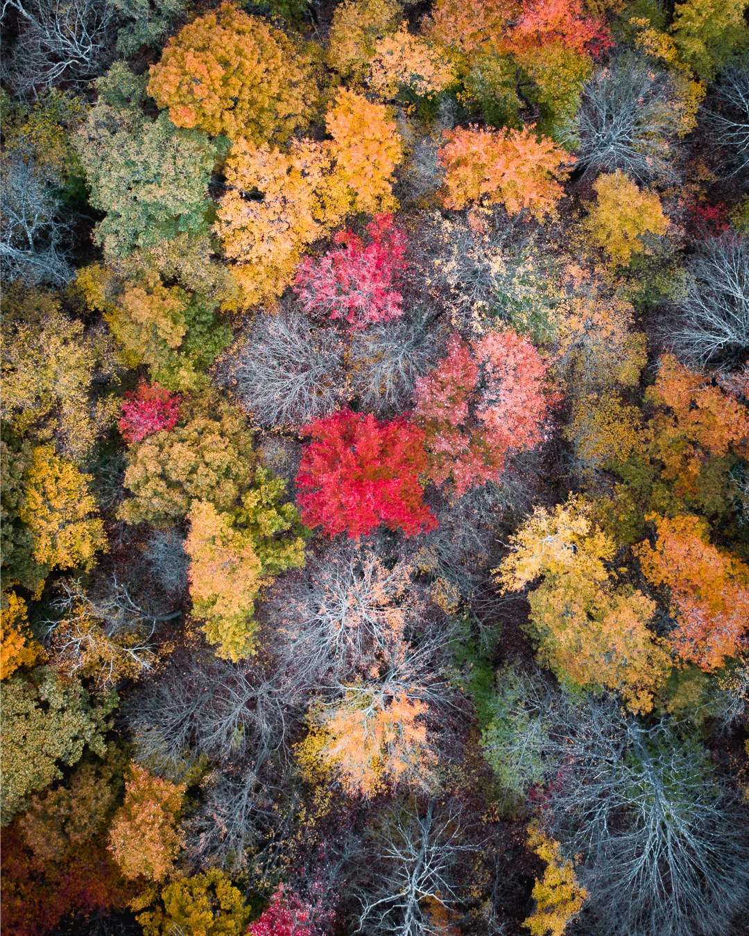 Last vestiges of Fall - Amherst, MA