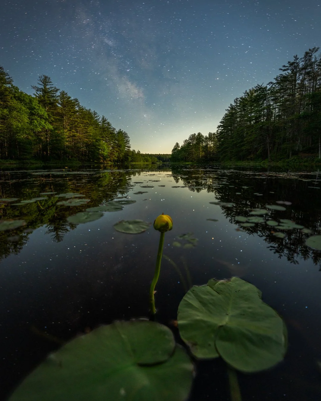 Night Bloom - Wendell, MA