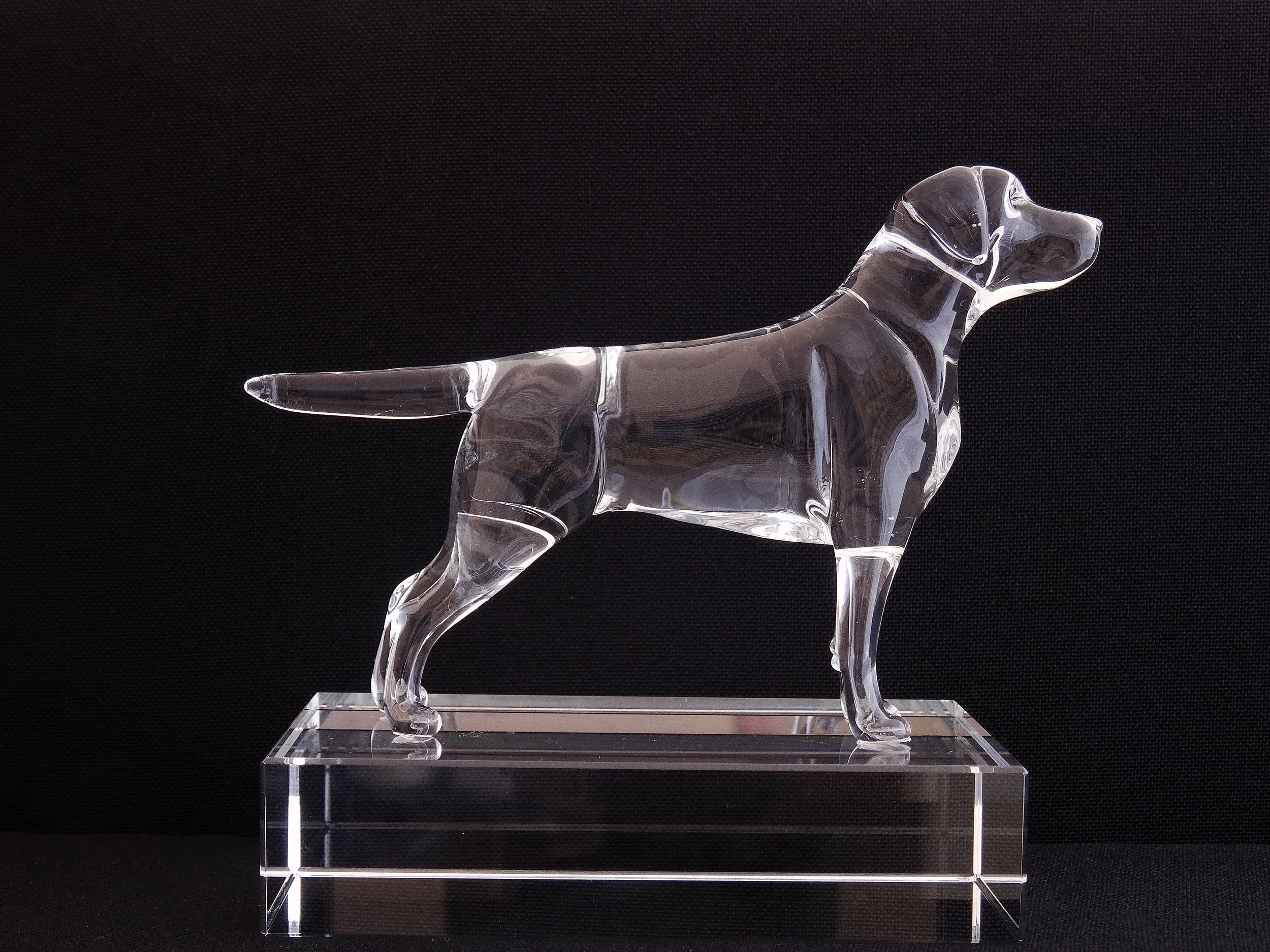 labrador 2.JPG