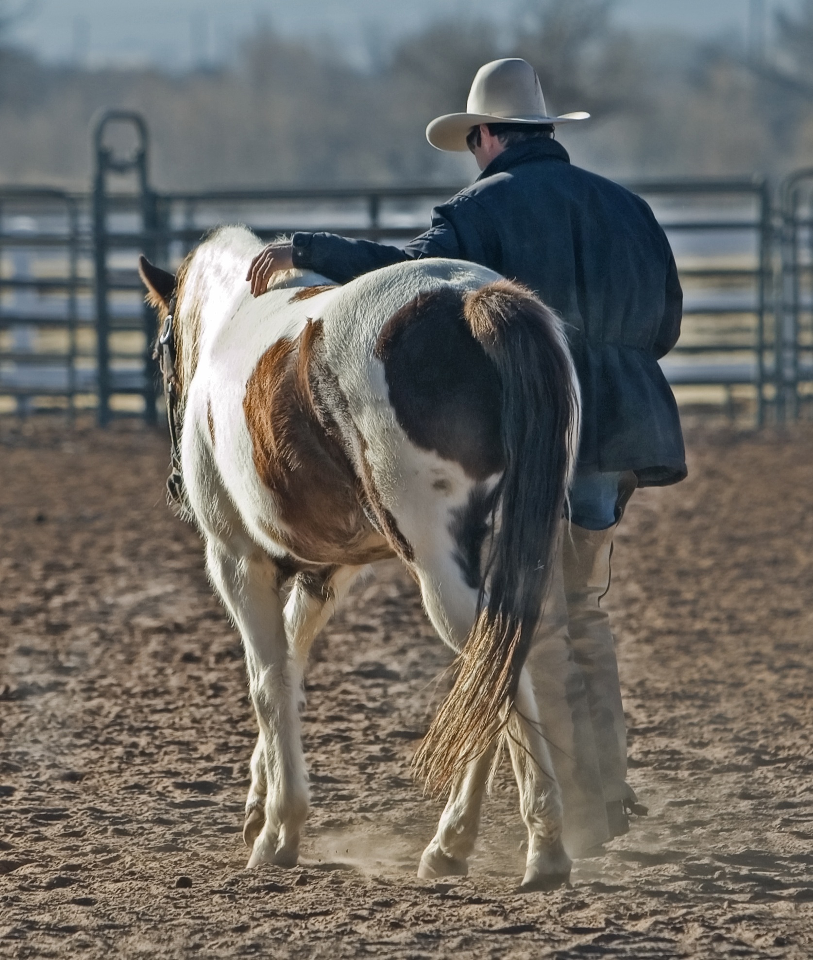 cowboy-horse-pony-western-53011.jpeg