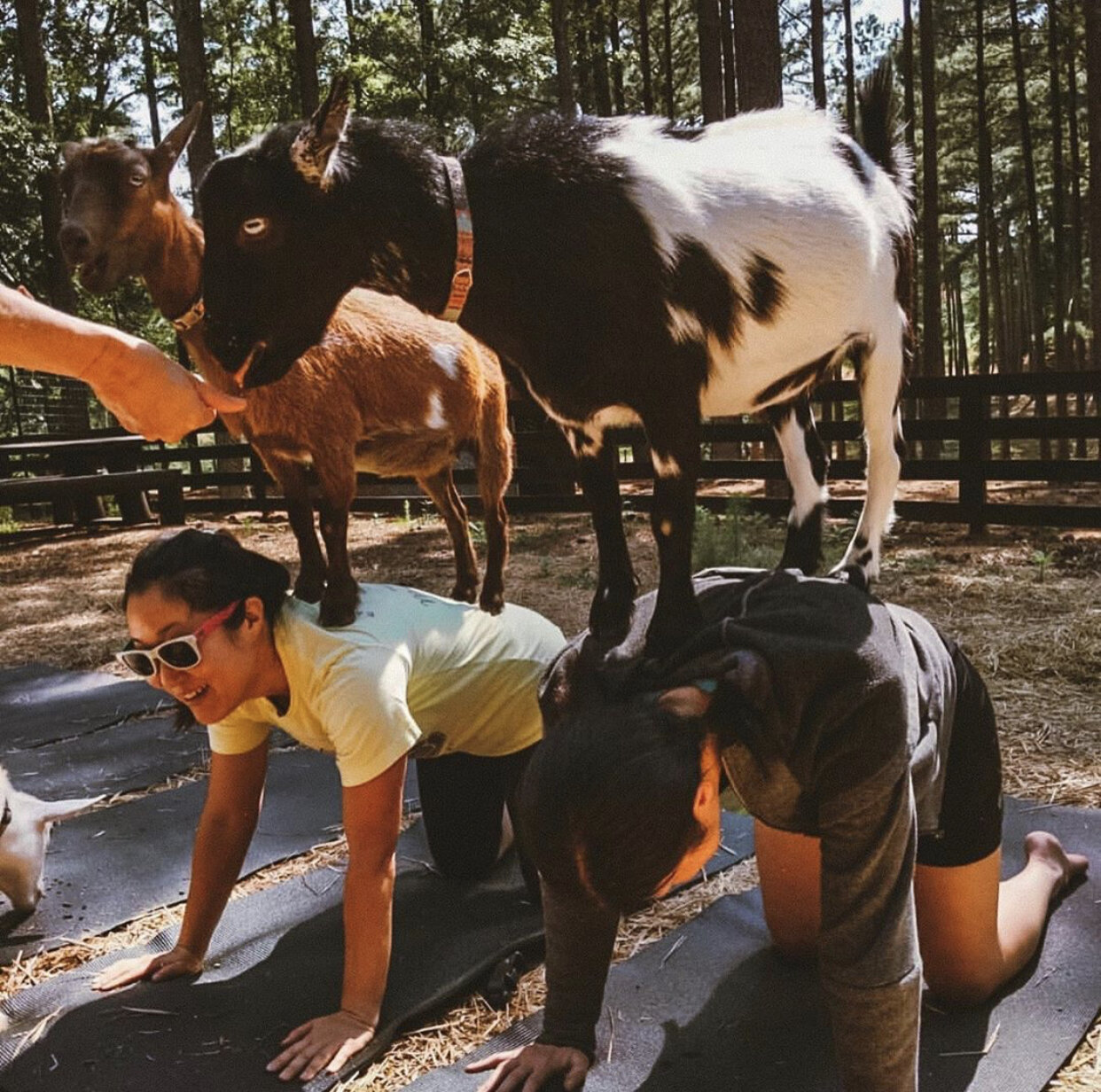 Serenbe Goat Yoga - May 30