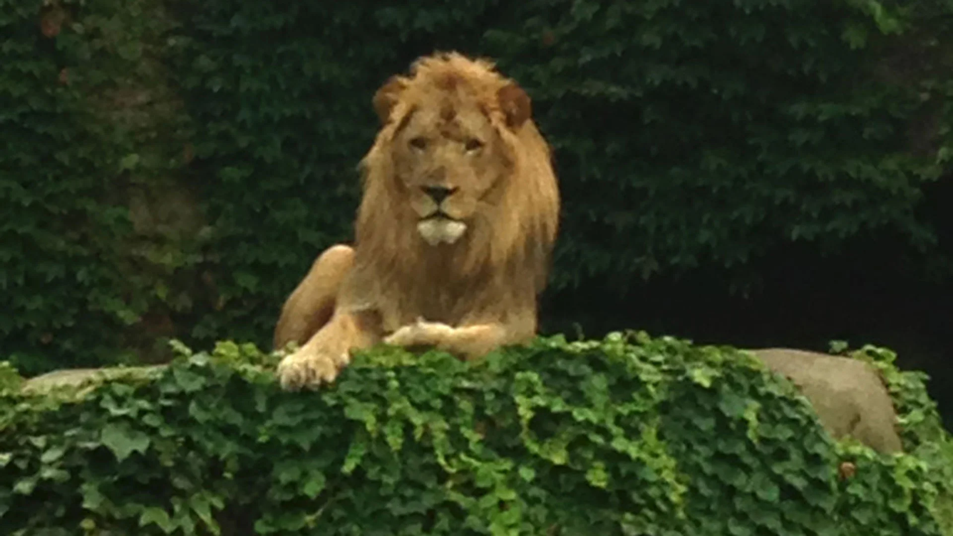 Lincoln Park Zoo lion watches over the water feature construction.