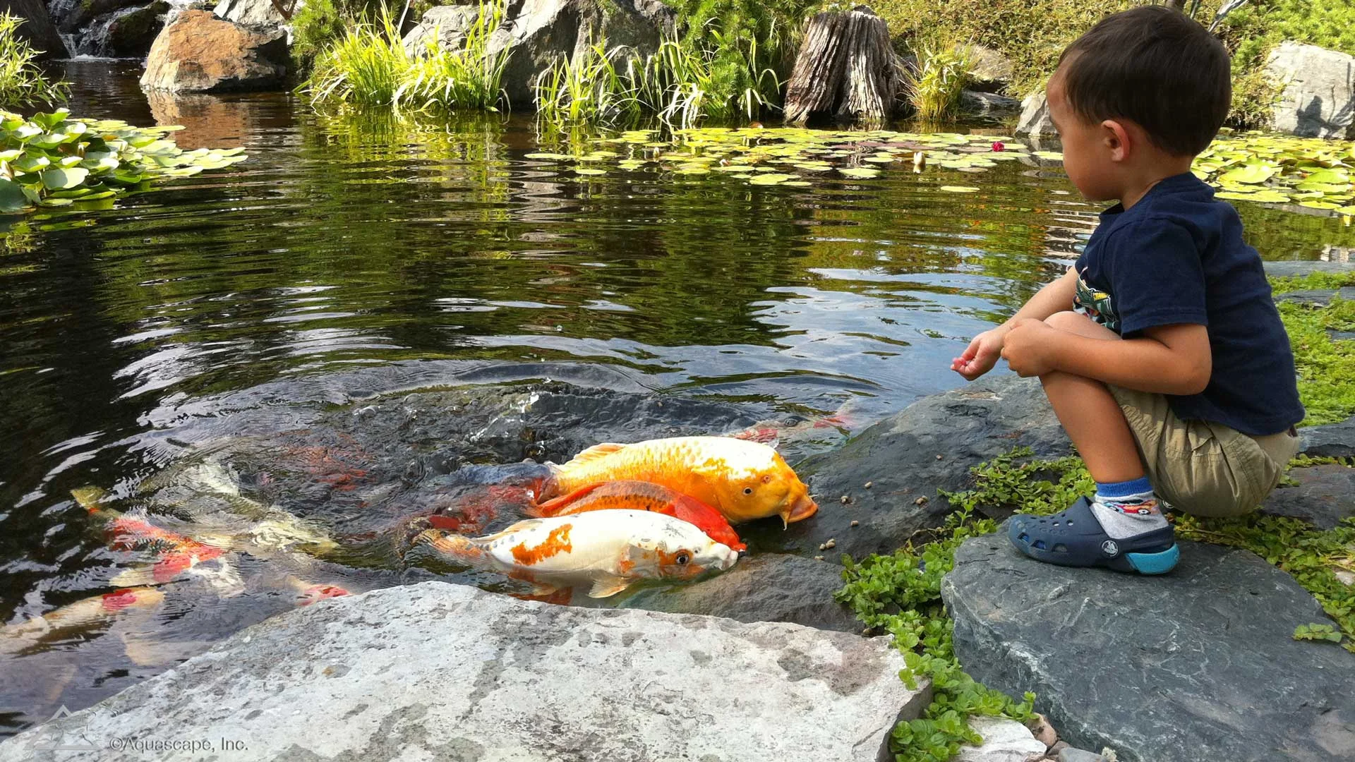 Auburn-Sky-Aquascape-Koi-Fish-Pond-Child.jpg