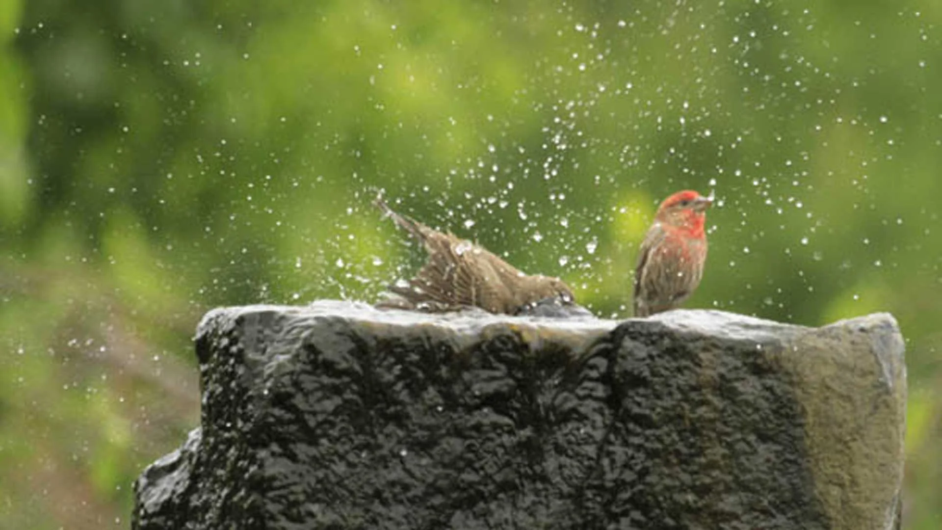 Auburn-Sky-Landscaping-Aquascape-Birds-in-Fountain.jpg