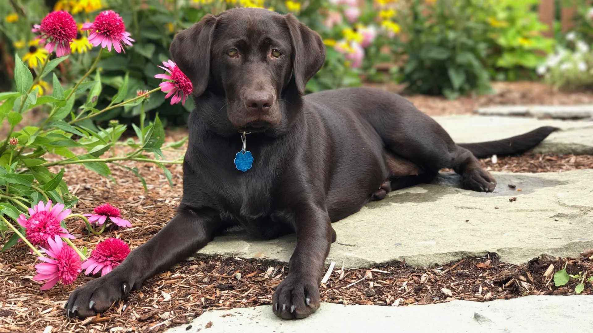 Auburn-Sky-Landscaping-Sadie.jpg