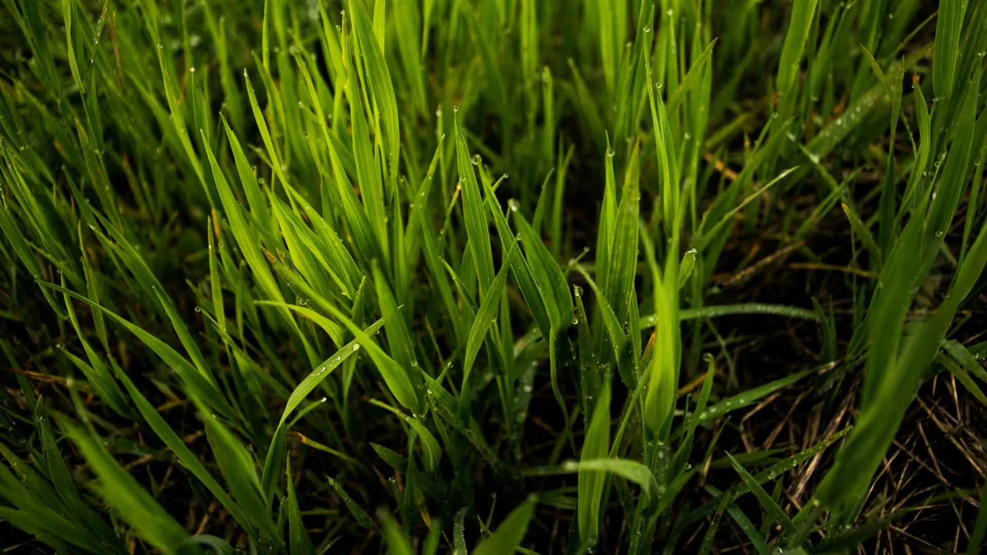Auburn-Sky-Landscaping-Core-Aeration-Overseeding-Grass-NJ.jpg