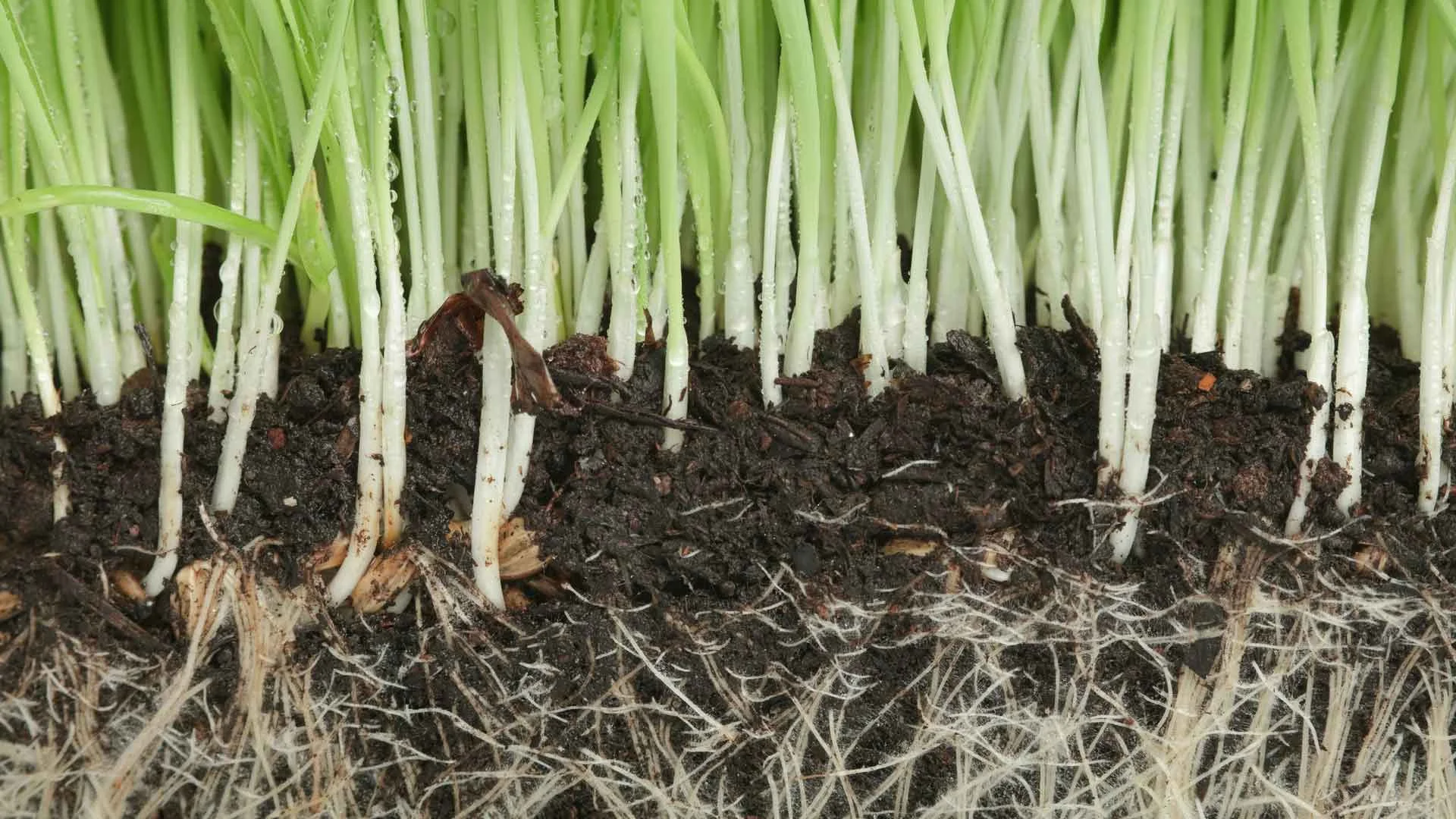 Auburn-Sky-Landscaping-Core-Aeration-Grass-Root-System.jpg