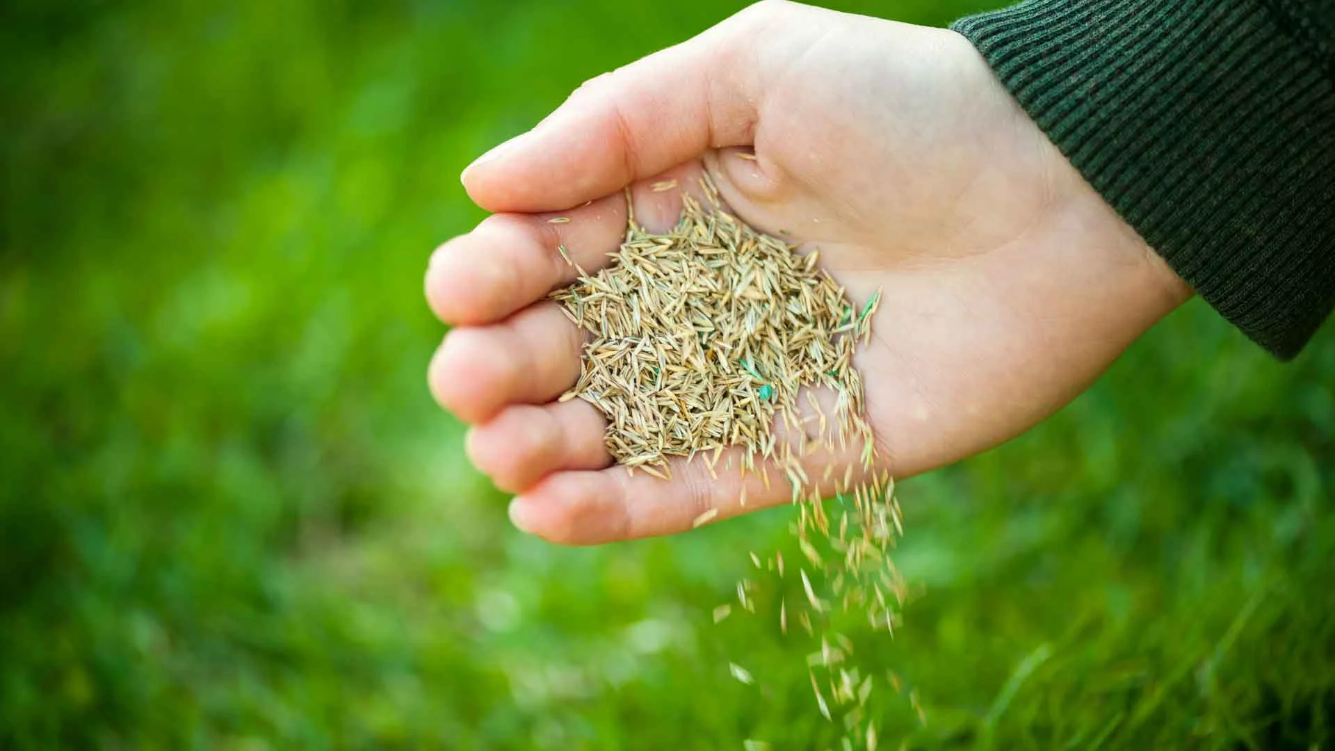 Auburn-Sky-Landscaping-Core-Aeration-Overseeding-NJ.jpg