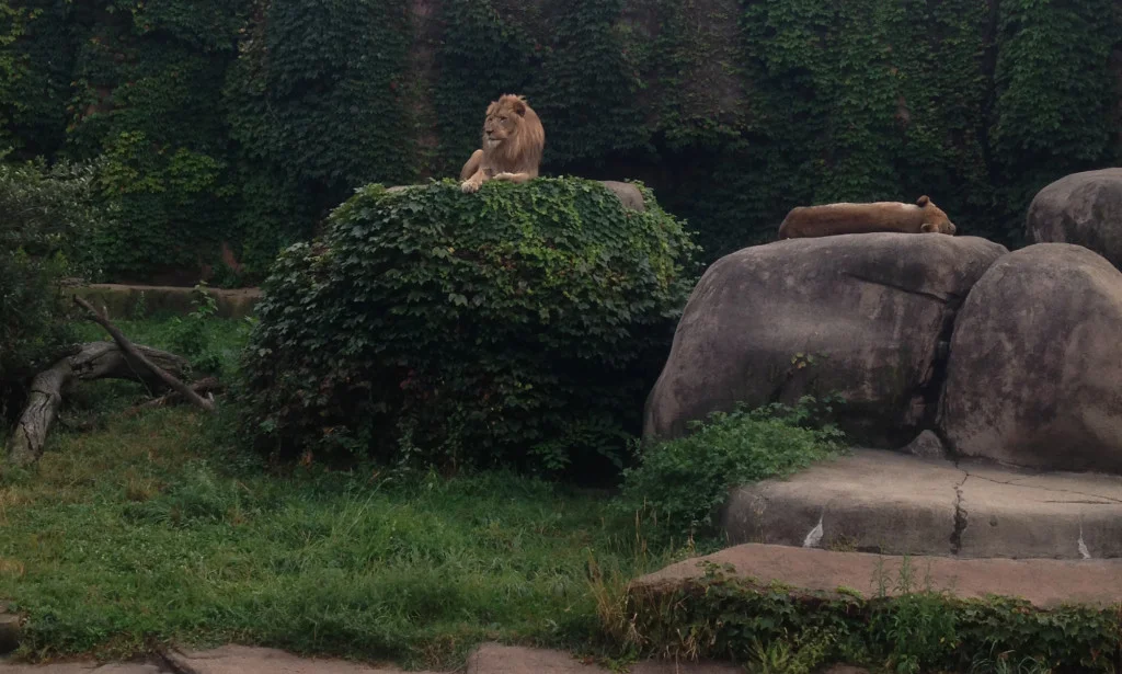 It’s Pondemonium at Chicago’s Lincoln Park Zoo!