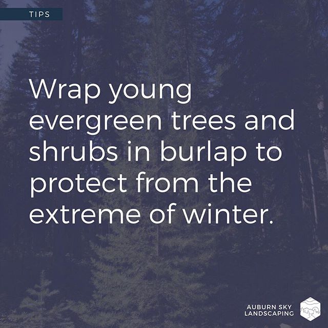 Winter prep: wrap your young evergreen shrubs and trees to protect against what's called &quot;winter burn.&quot; -
&quot;Winter burn&quot; can occur when, in conjunction with the plants' normal processes of photosynthesis and transpiration, the froz