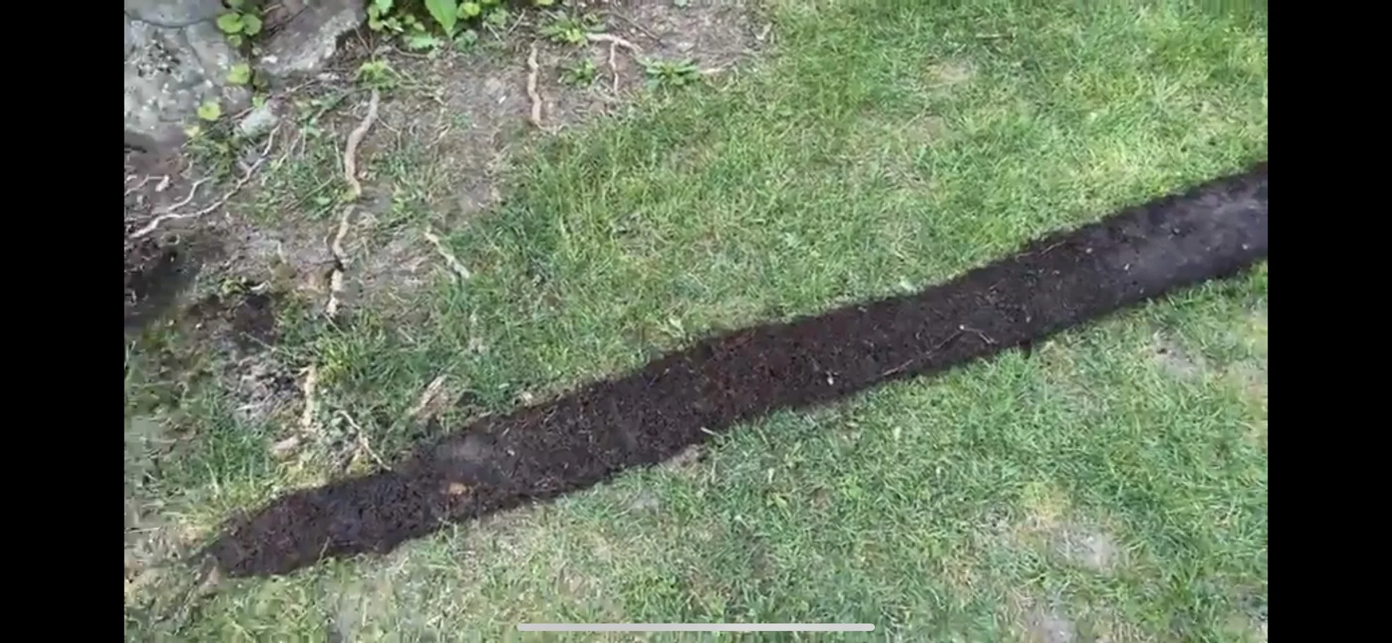 Root System That Clogged Drainage Pipe