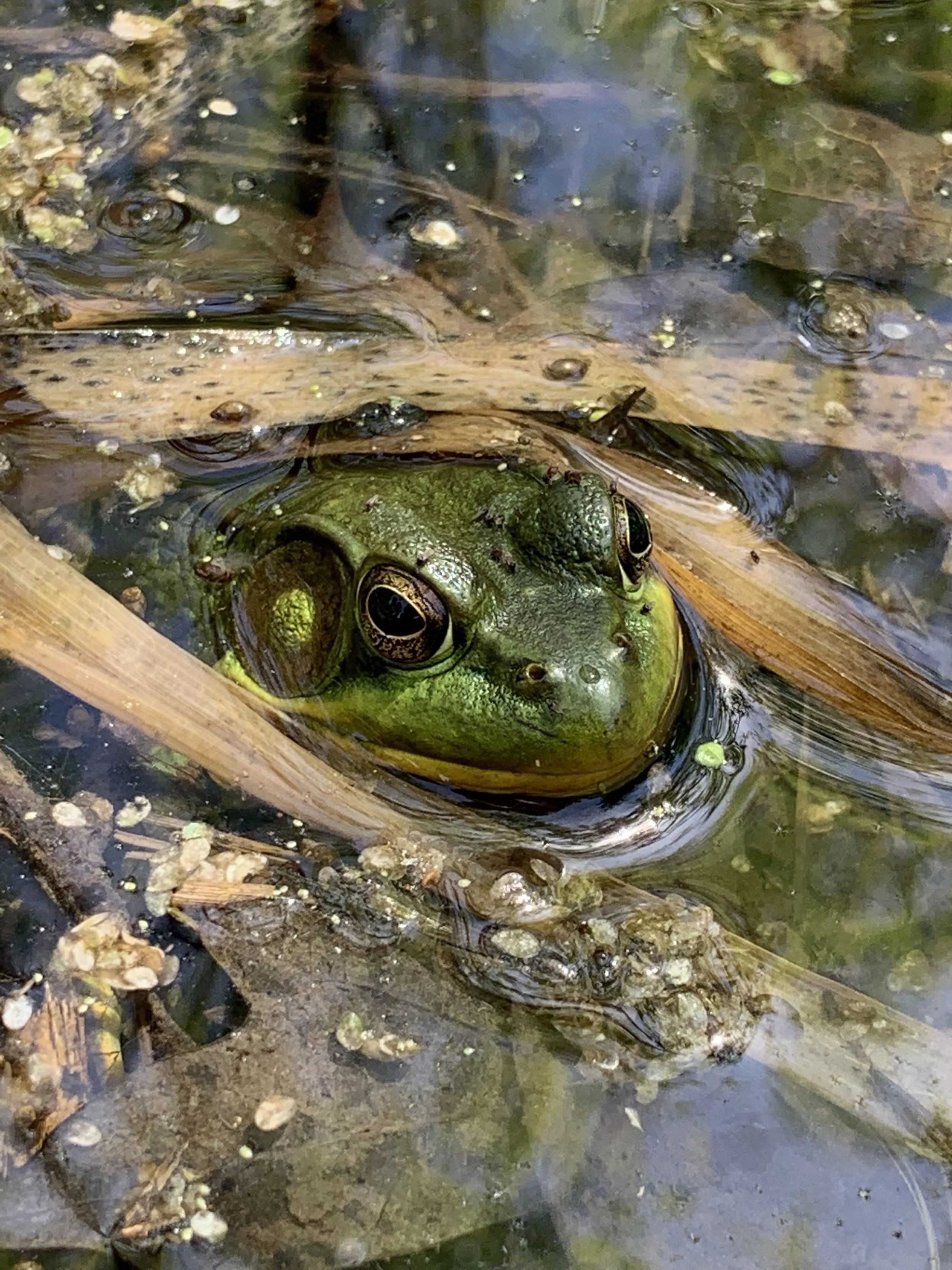 Water Feature Maintenance friend 2.jpg