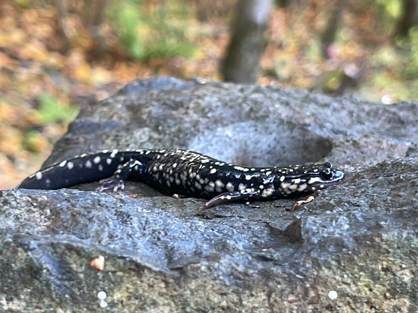 Water Feature Maintenance friend.jpg