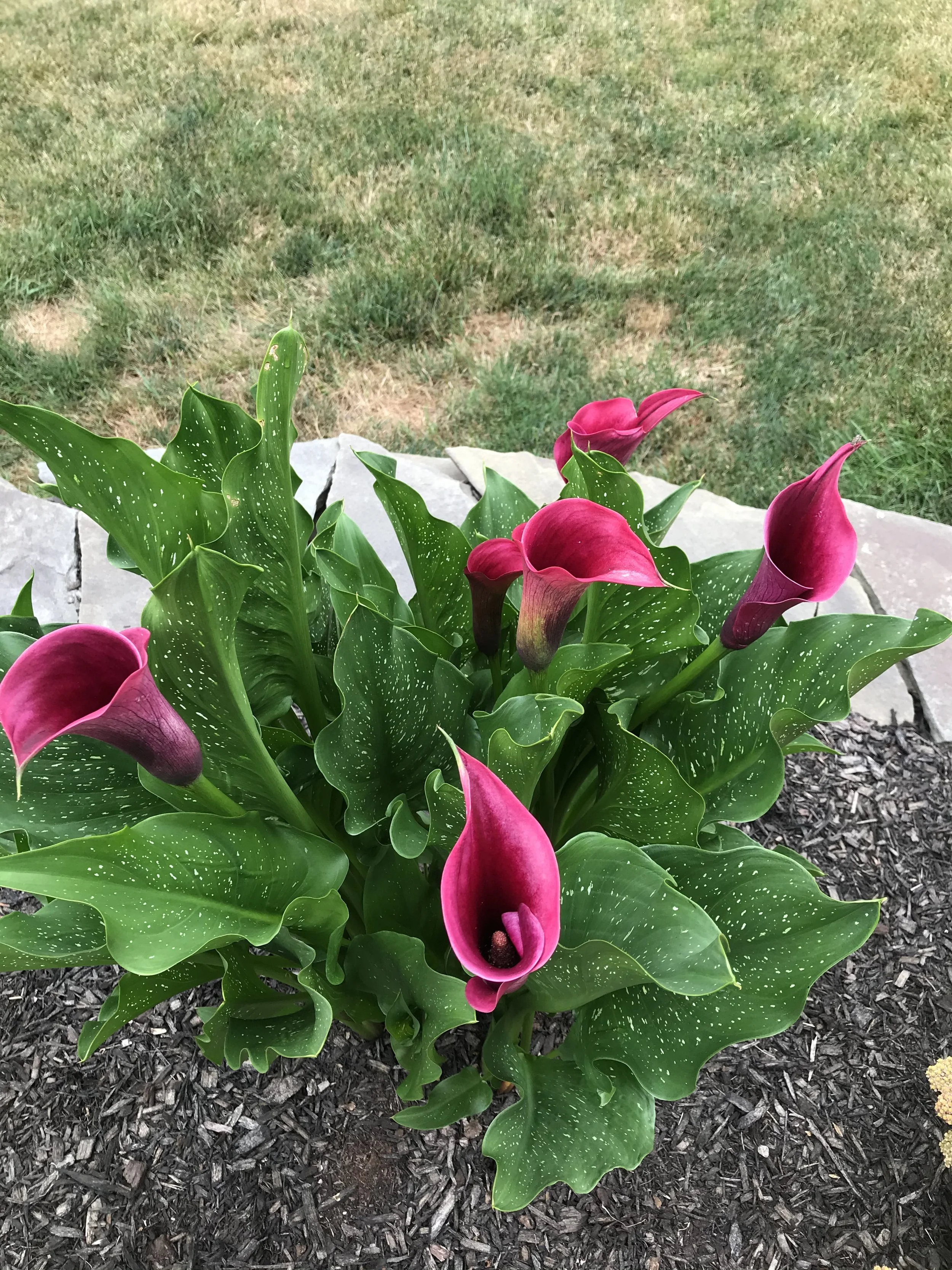 NEW-Pool-Pondscapes-Bracket 3-2-17.jpg