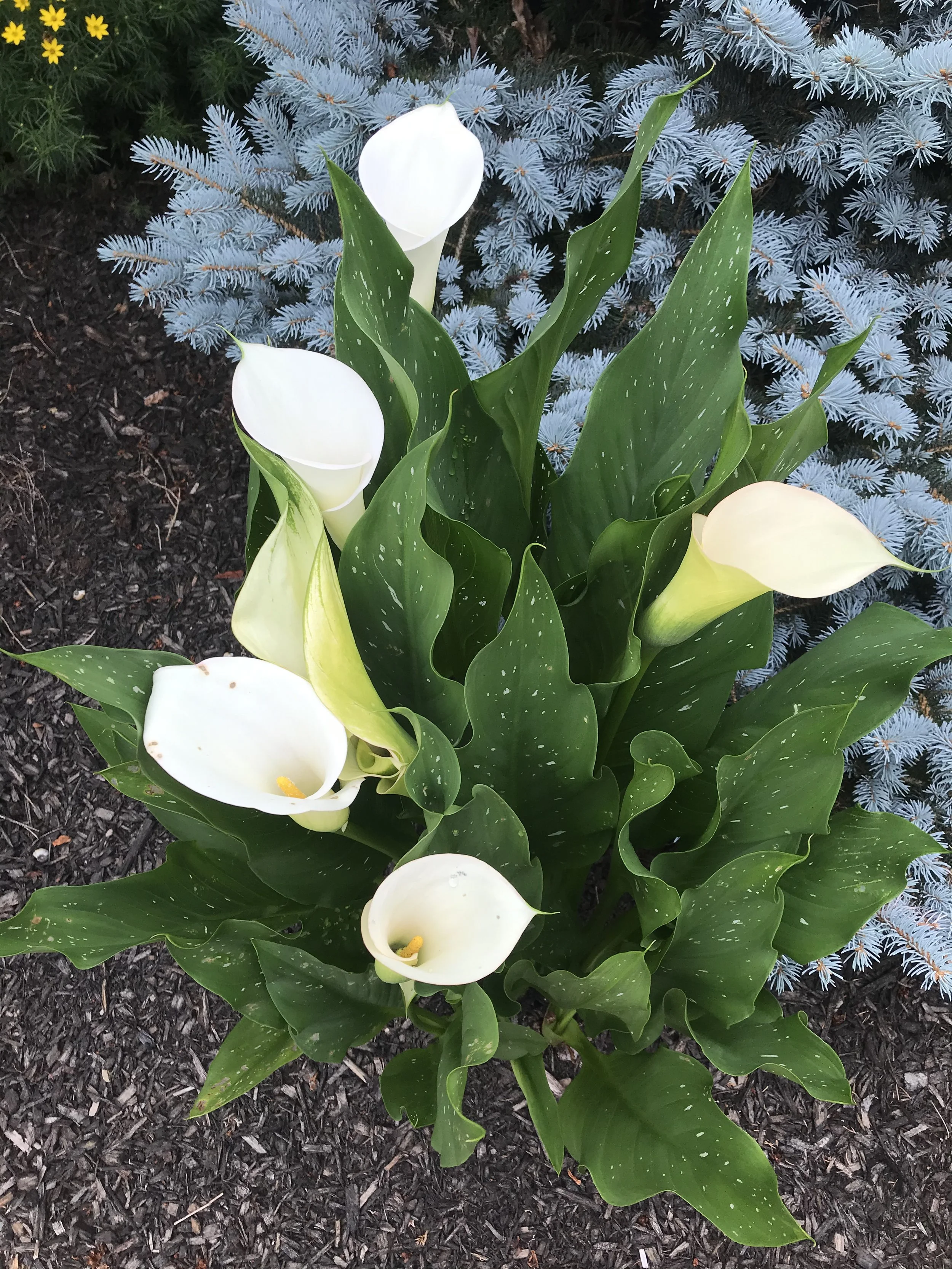 NEW-Pool-Pondscapes-Bracket 3-2-18.jpg