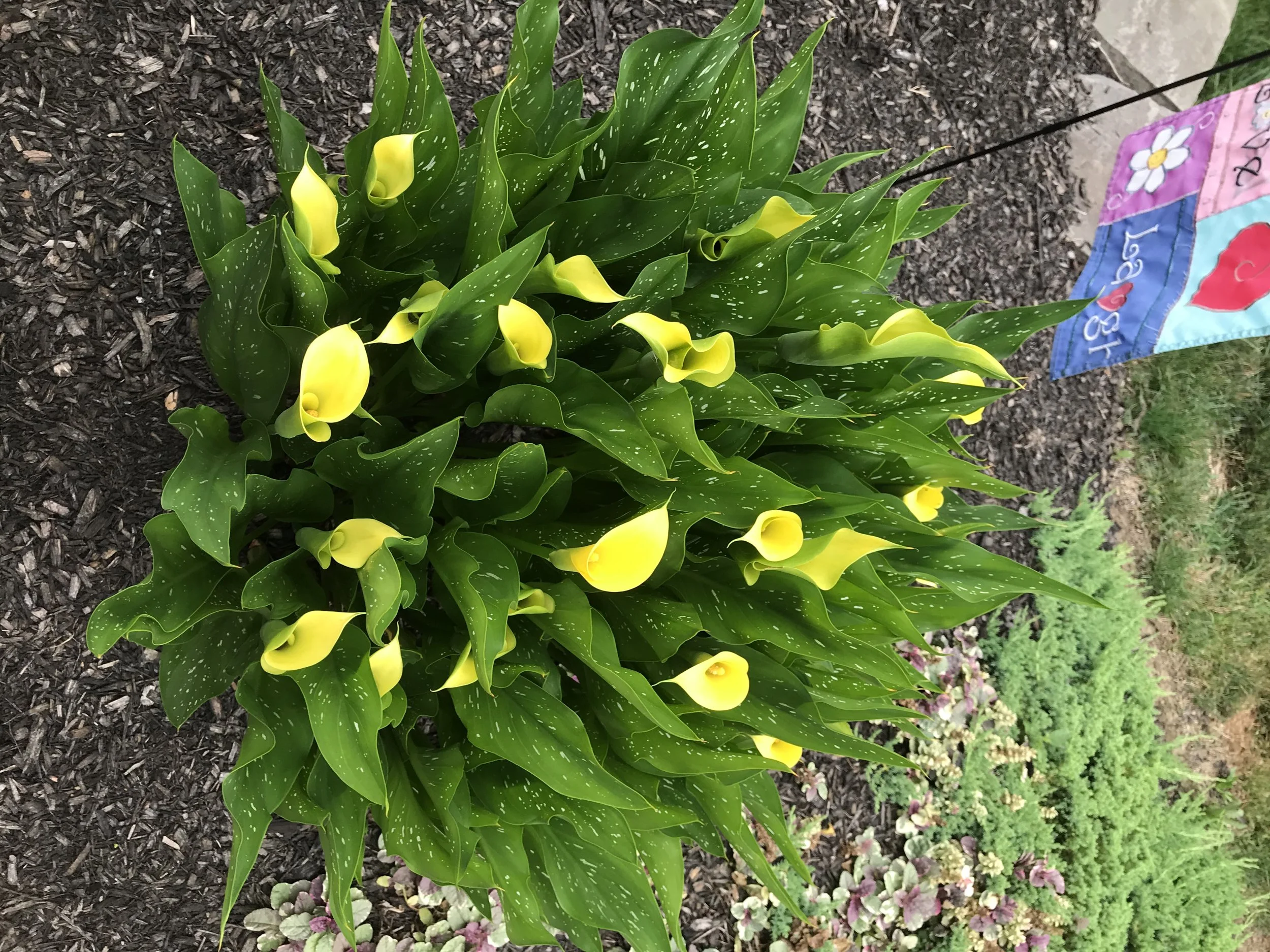 NEW-Pool-Pondscapes-Bracket 3-2-16.jpg