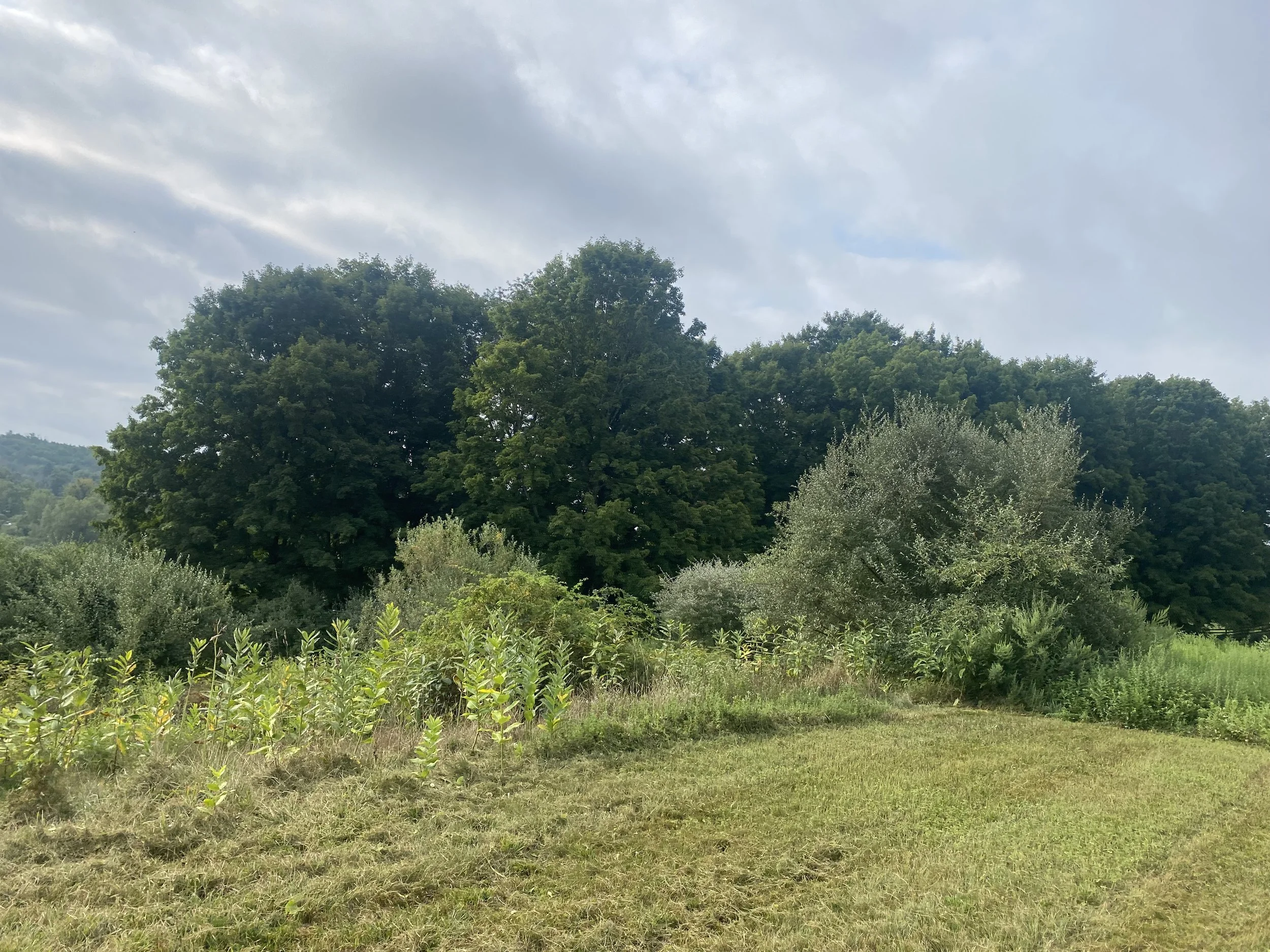 Land Clearing - 1-2.jpg