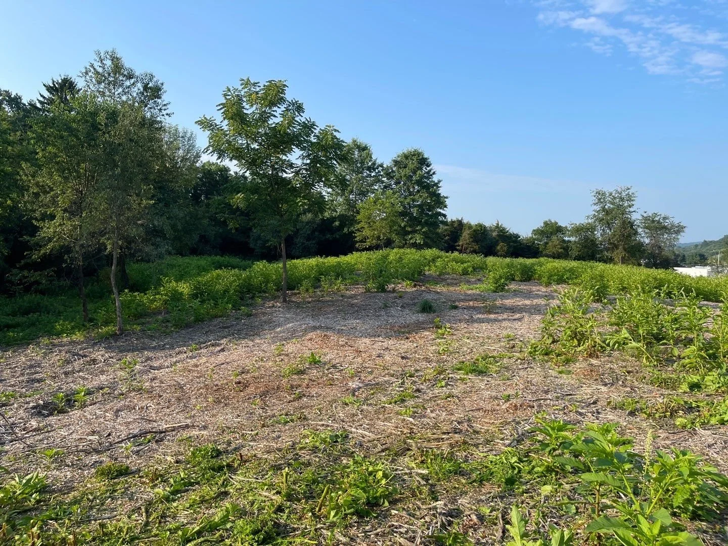 Land Clearing - 3-1.jpg